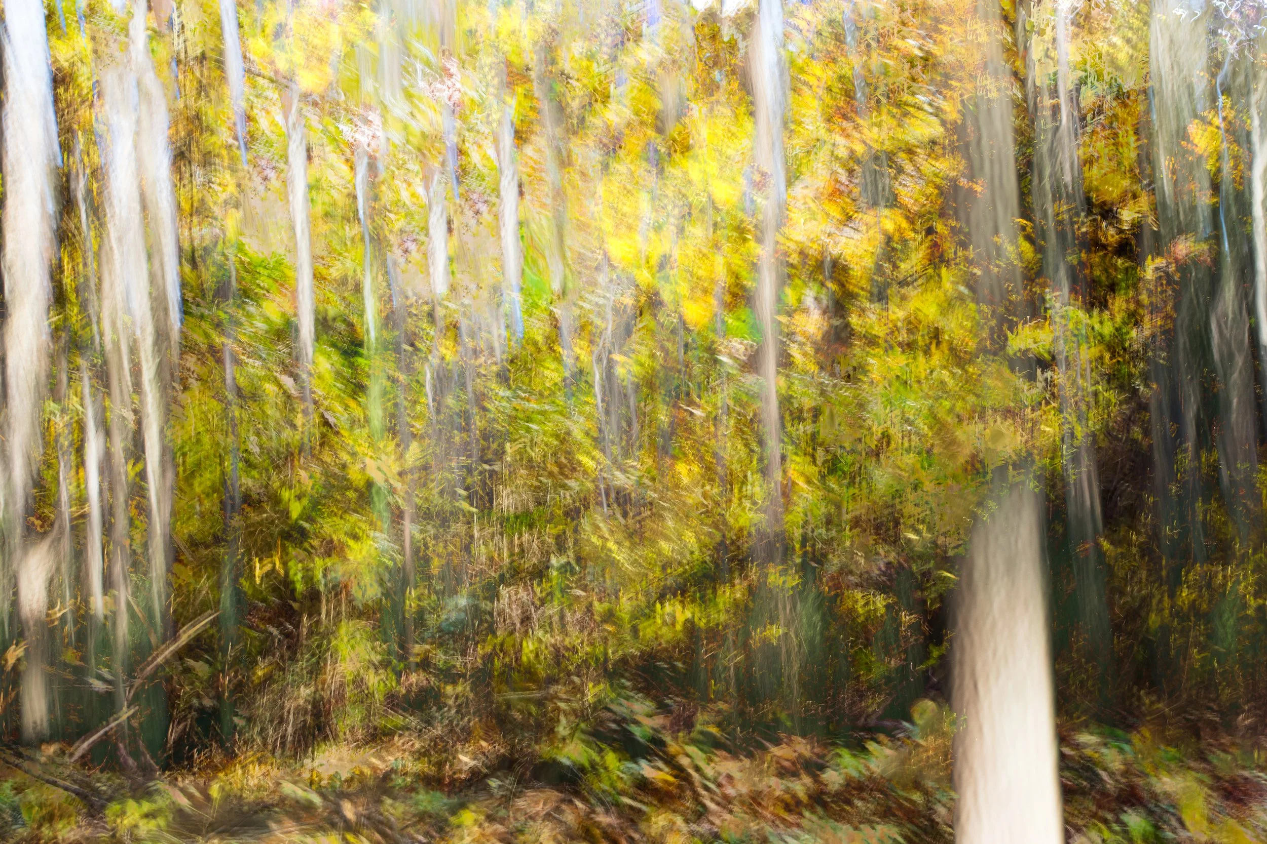 The Warmth of Trees — Victoria Barnes Photography
