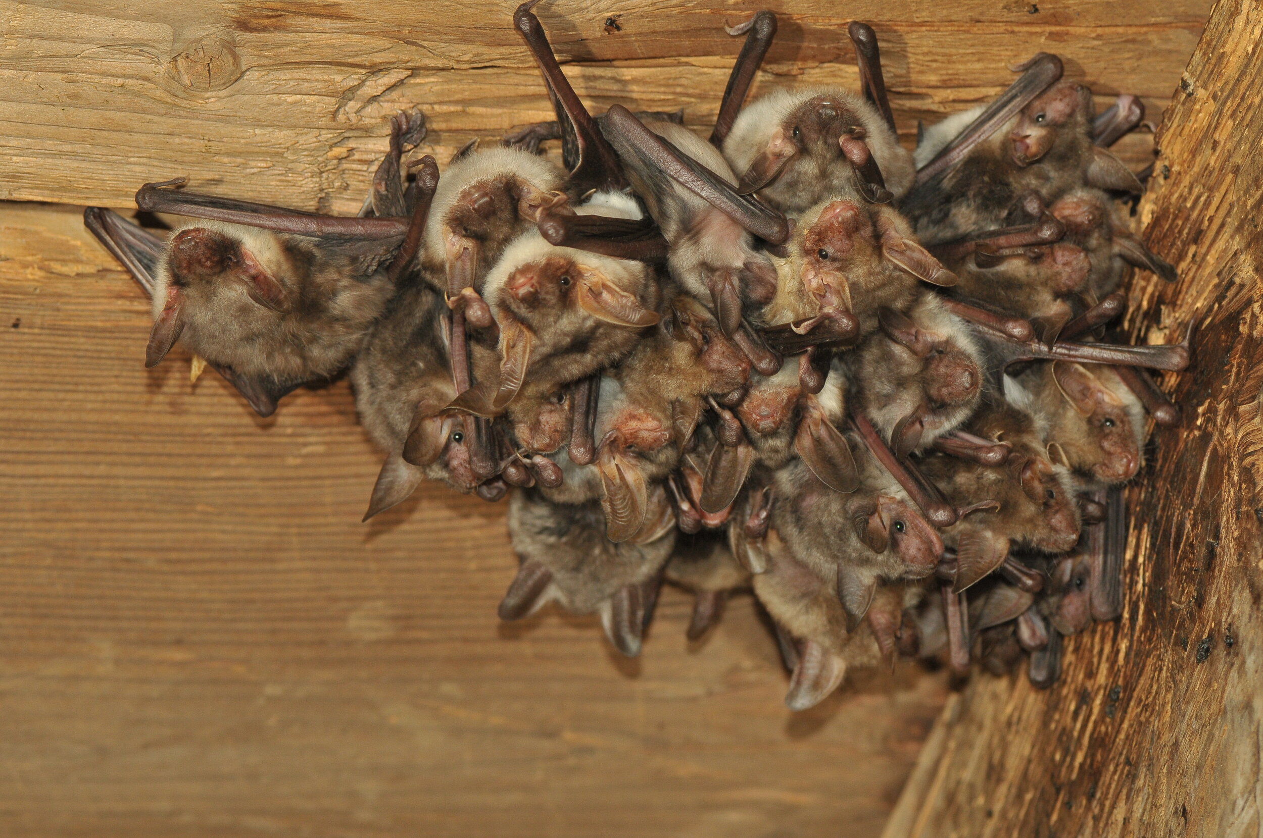 Bat cluster in an attic.