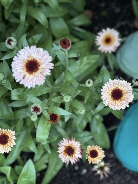 the garden grows...and slows...