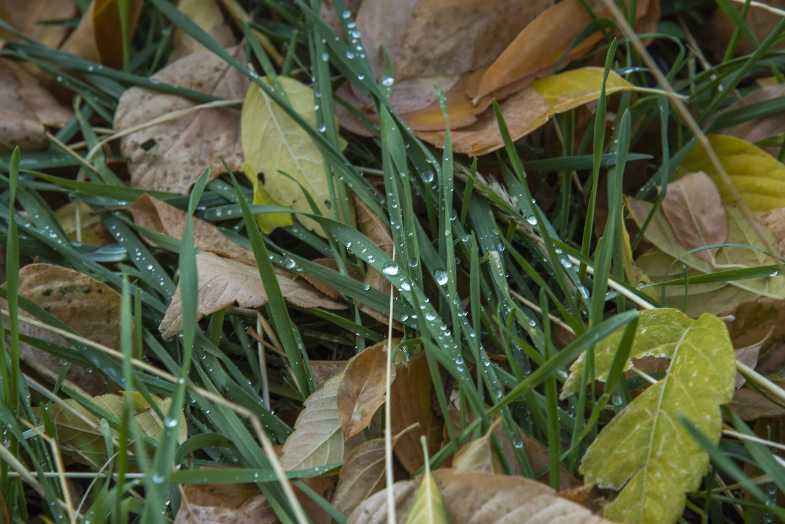 D75_9111-HDR.jpg