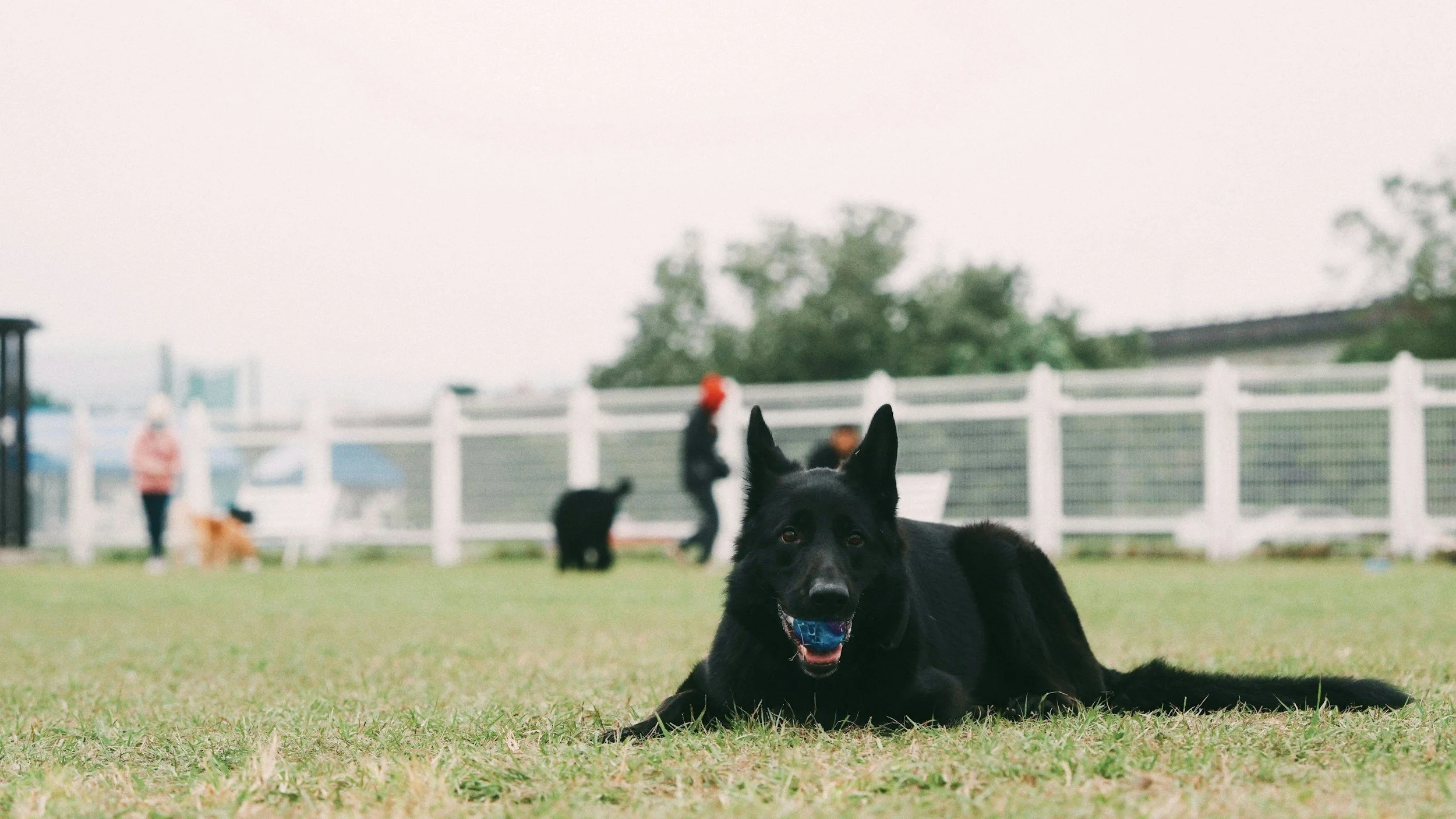 Dogs enjoying their training and playtime at a local San Diego dog park.