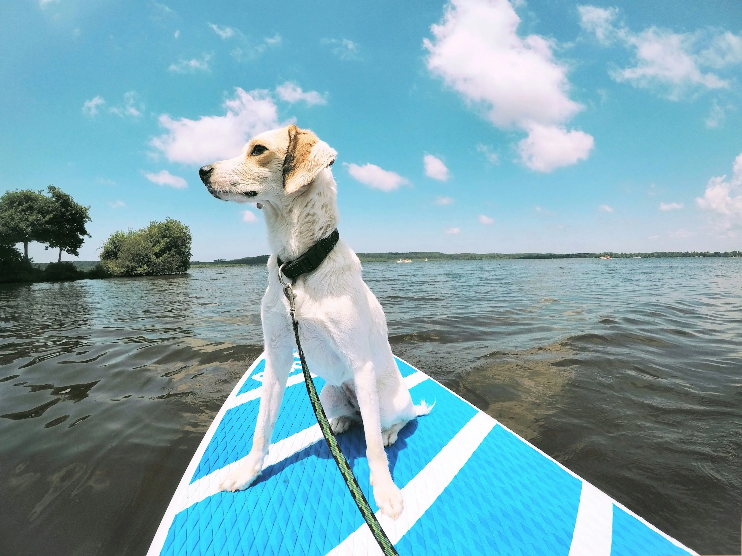 How to Train a Rescue Dog in San Diego - Pat's Pack