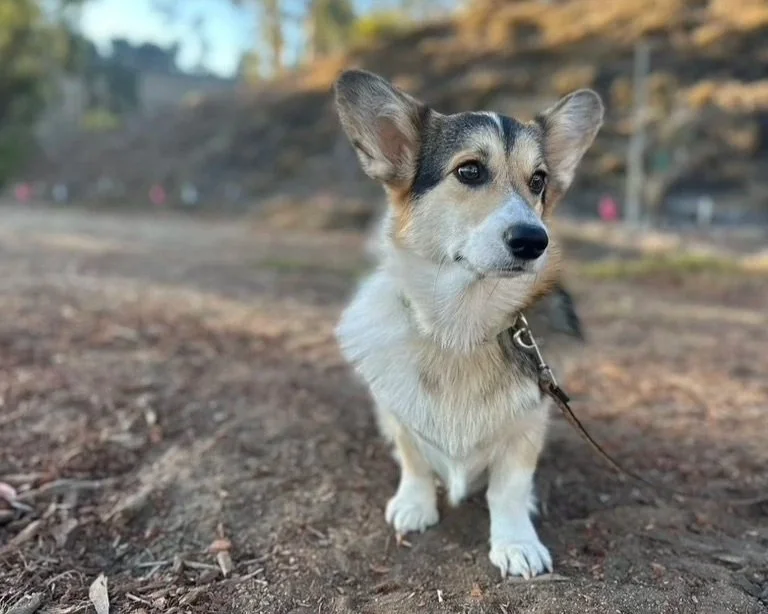 Puppy, Obedience, and Future Service/Therapy Dog Foundations