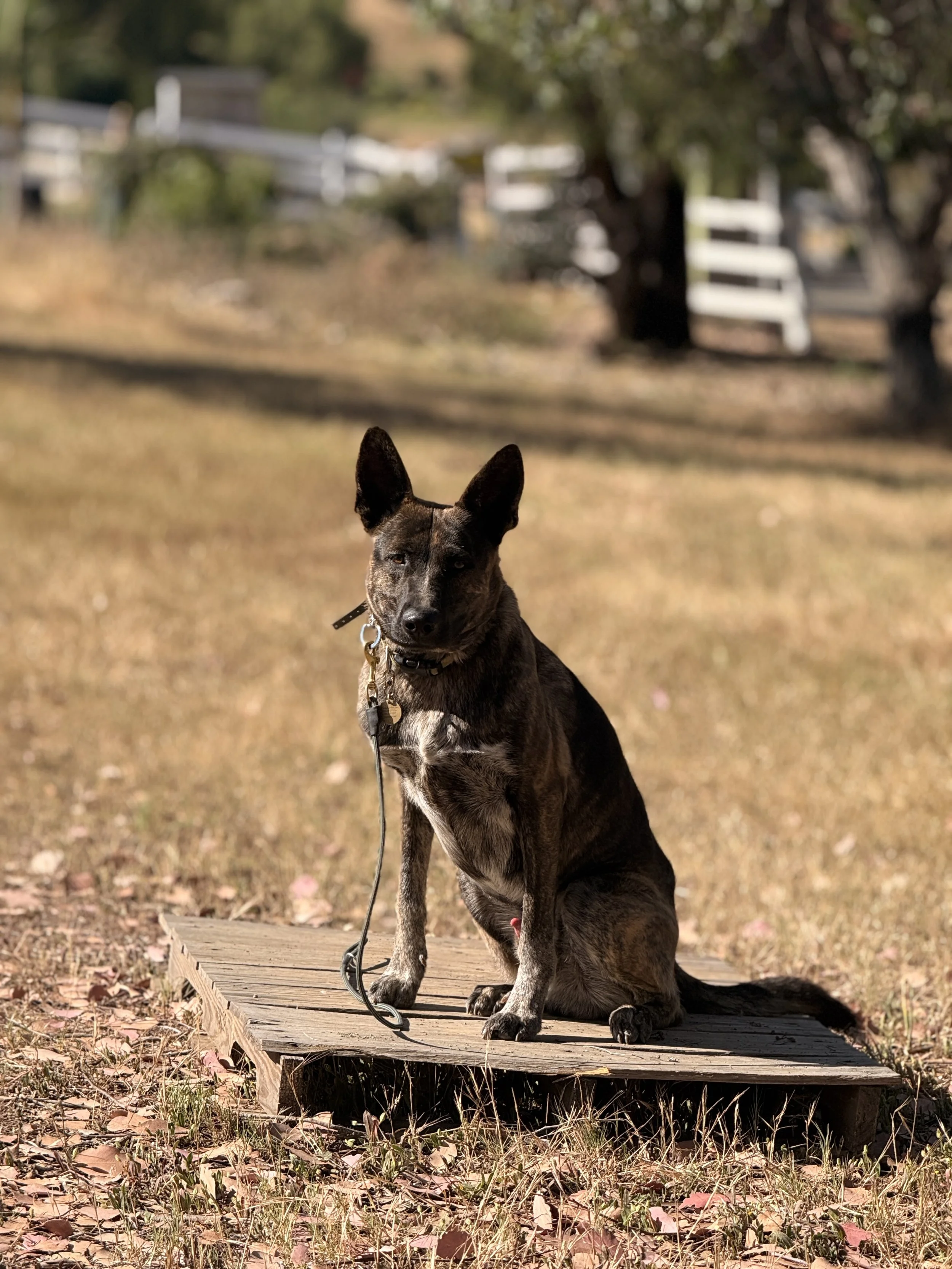 Dog Training Near Me: A Premium Board and Train Guide for San Diego Dog Owners
