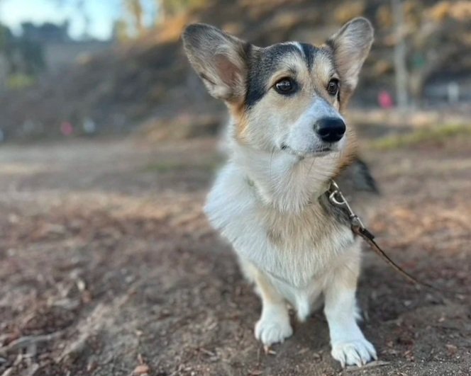 •	 Dog receiving training in a spacious ranch-style setting in North County San Diego. 