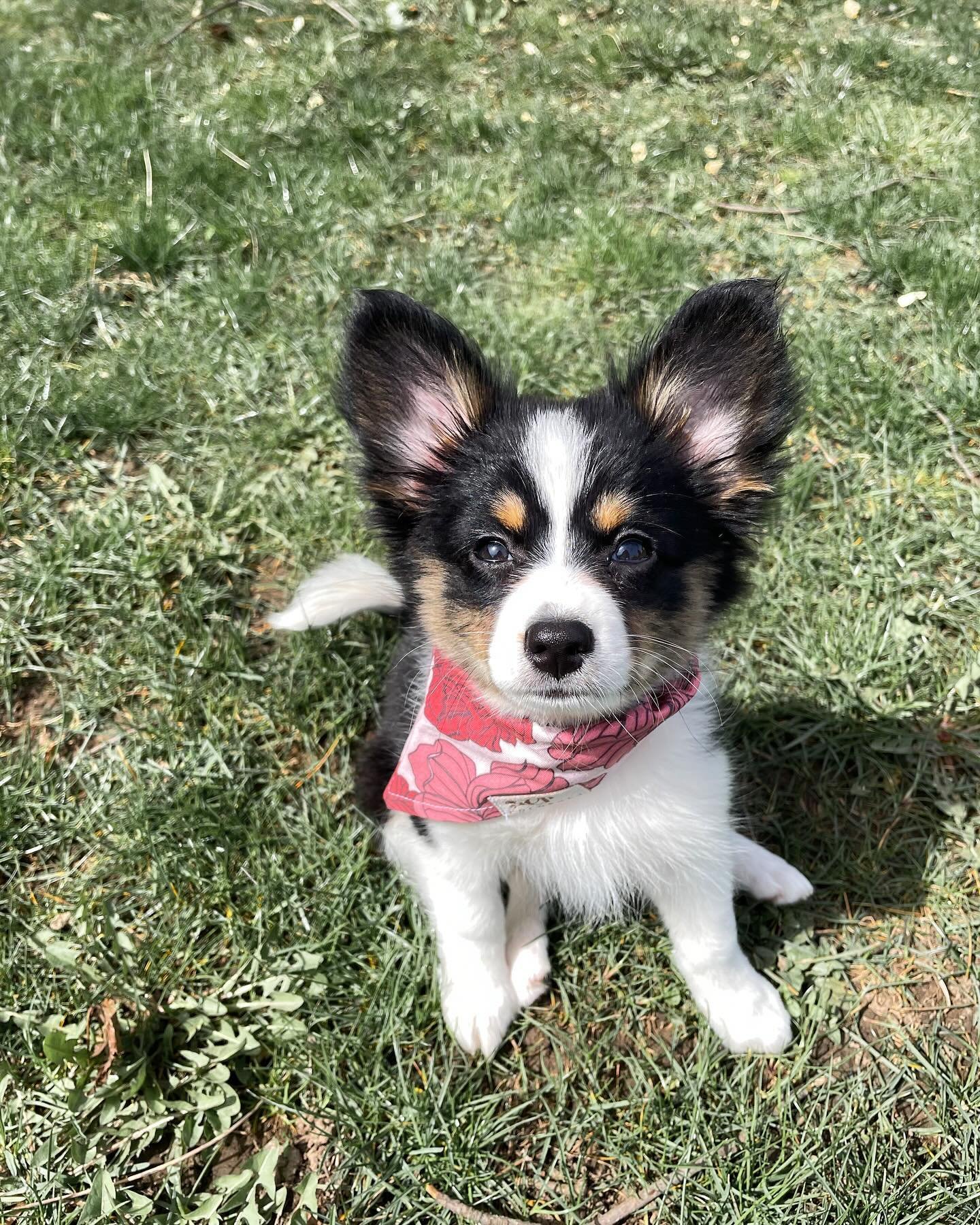 Happy national pet day to our newest little love - Poppy &hearts;️ we&rsquo;re so excited to have her join the family and be the newest model for Cocopups 🥹🥰

Poppy is a mini-Aussie x Papillon cross. She doesn&rsquo;t like the kitchen, obsessed wit
