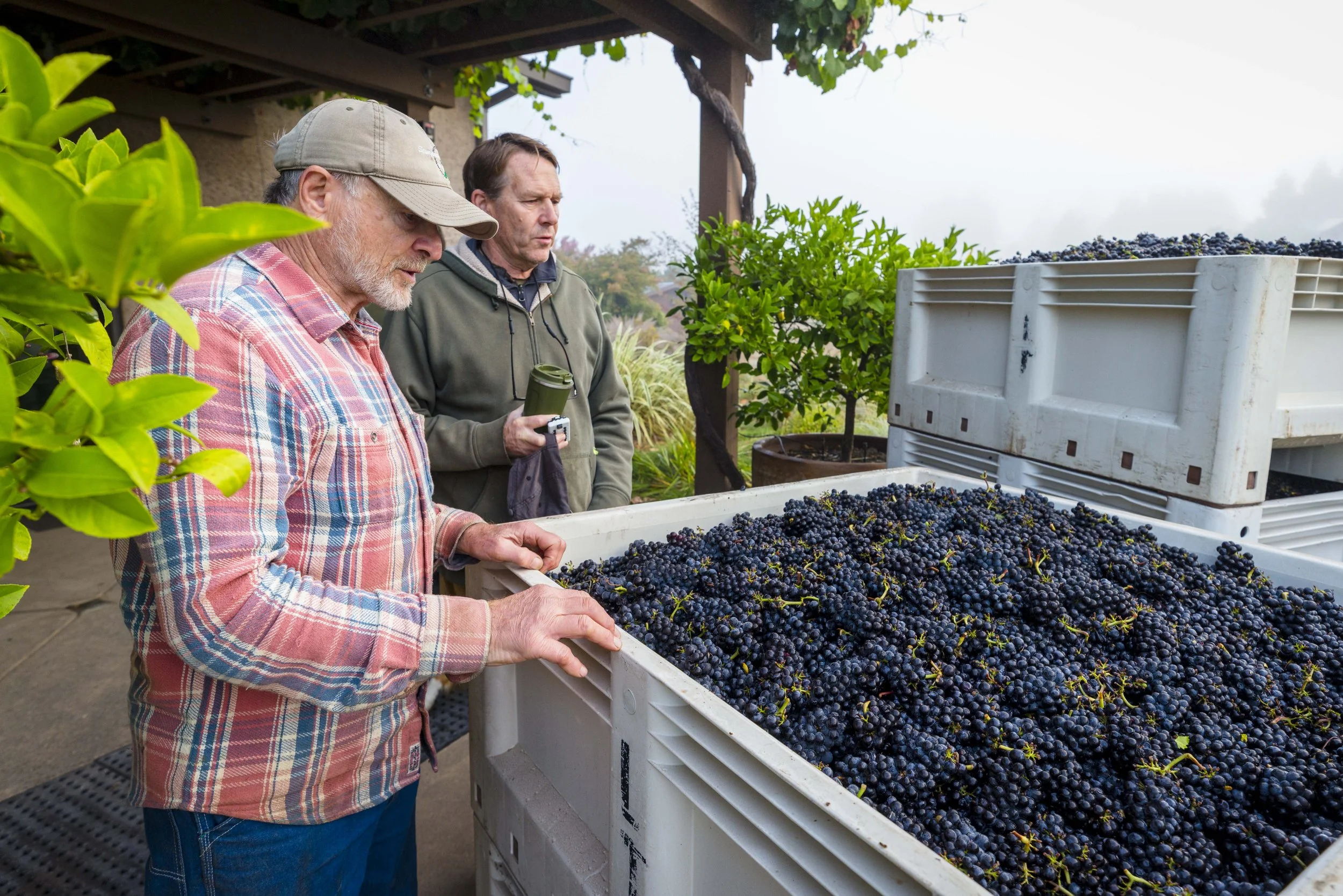 Harvest Examination between Stan Devoto (Devoto Gardens & Orchard) and Ted Lemon (Littorai), Sonoma County, California.