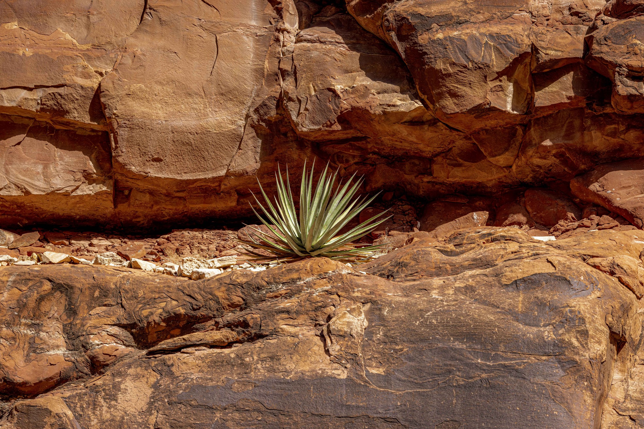 A desert landscape with a single spiky green plant growing among reddish rocks and cliffs.