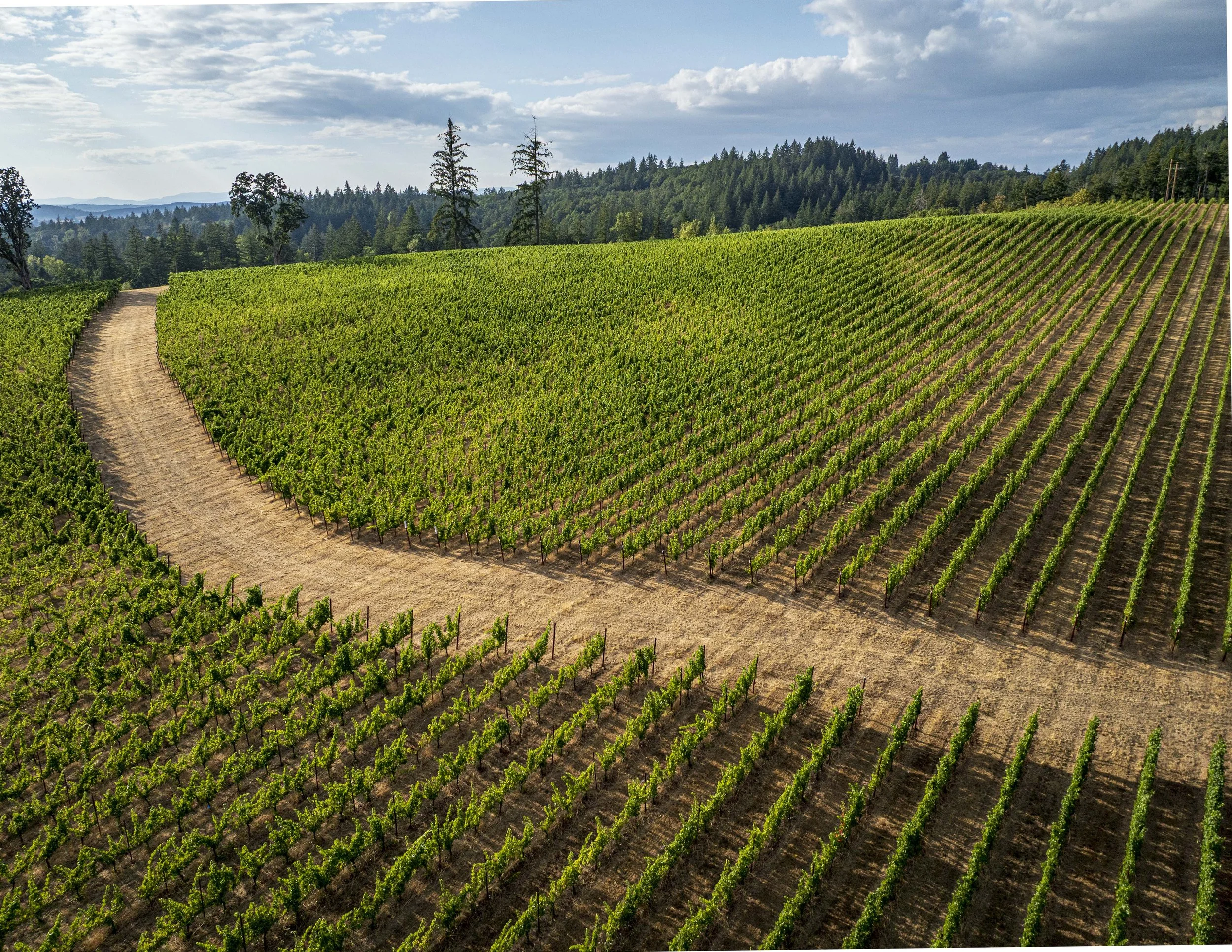 Eola Hills Legacy Estate Vineyard, Salem, Oregon.