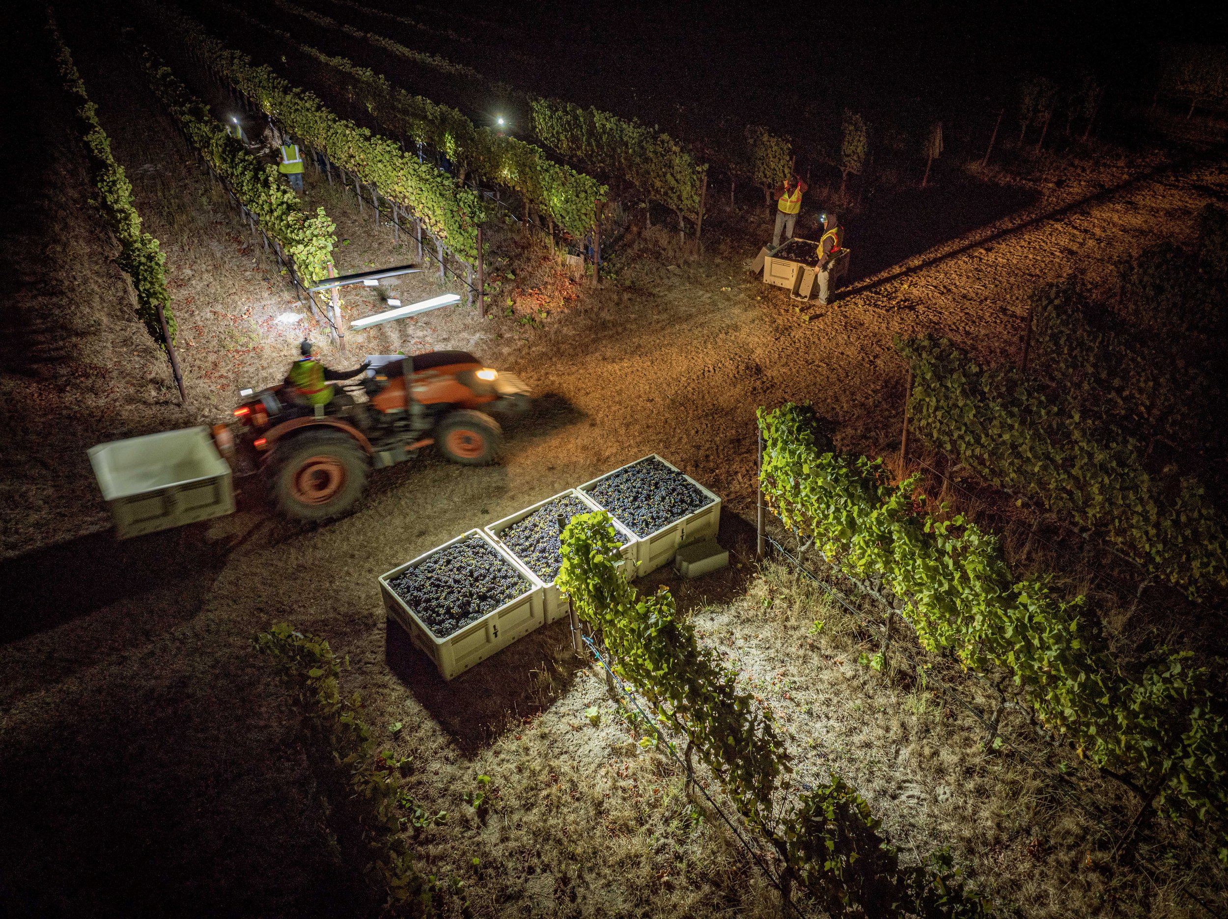 Pinot Harvest, Sebastopol, Sonoma County, California.