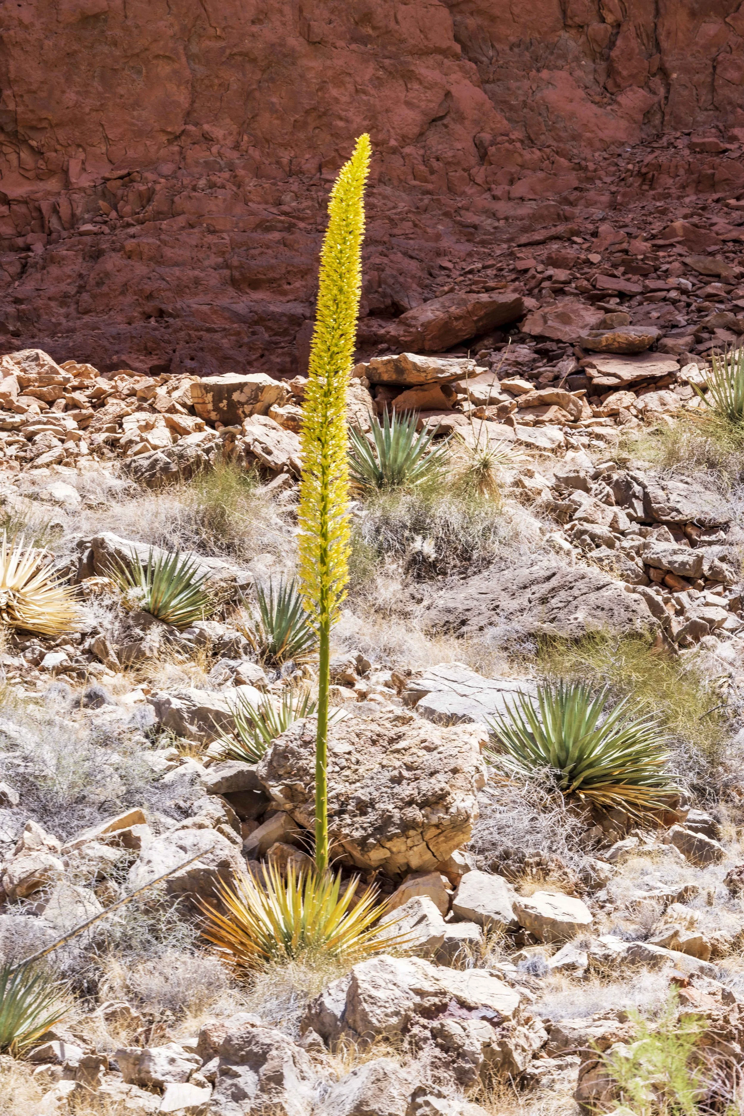 Desert landscape with a tall yellow flowering plant, rocks, and sparse desert vegetation.