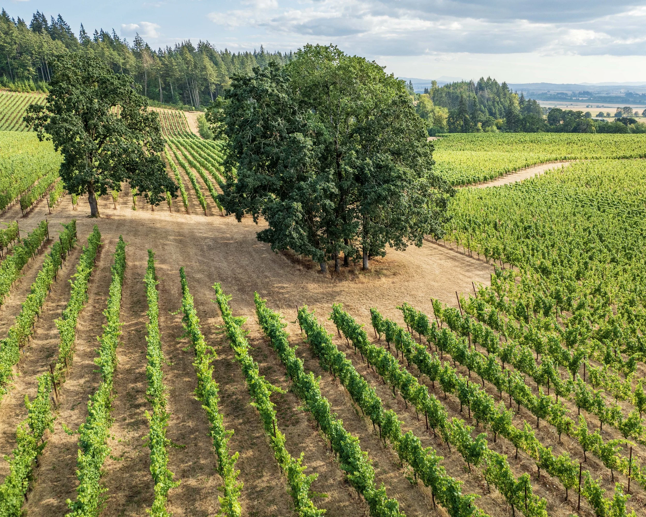 Eola Hills Legacy Estate Vineyard, Salem, Oregon.