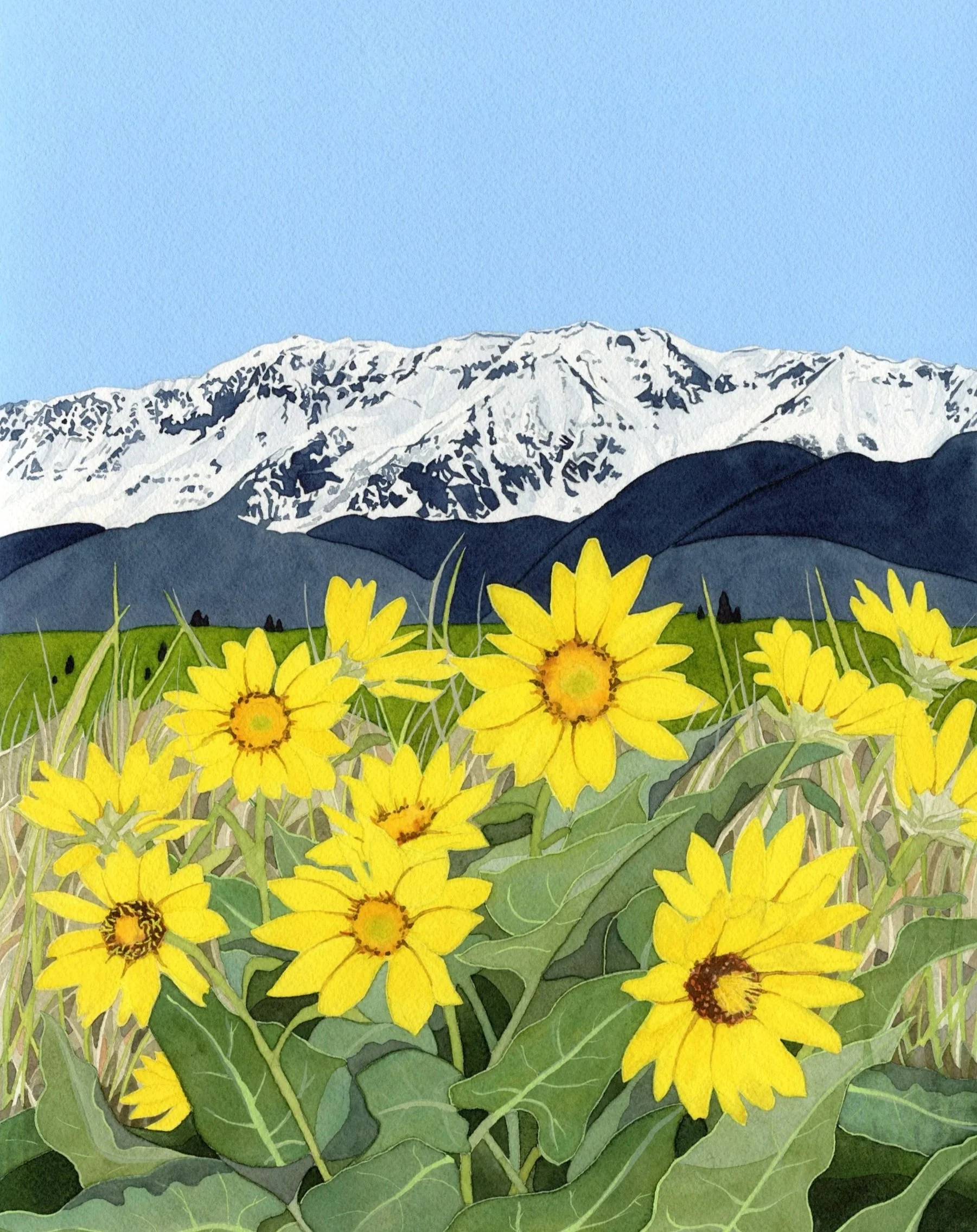 "Balsamroot Blooming with Chief Joseph Mountain" • Sold • 2025 • Watercolor and gouache on paper