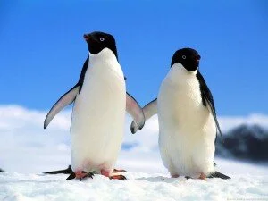 Penguin Activity