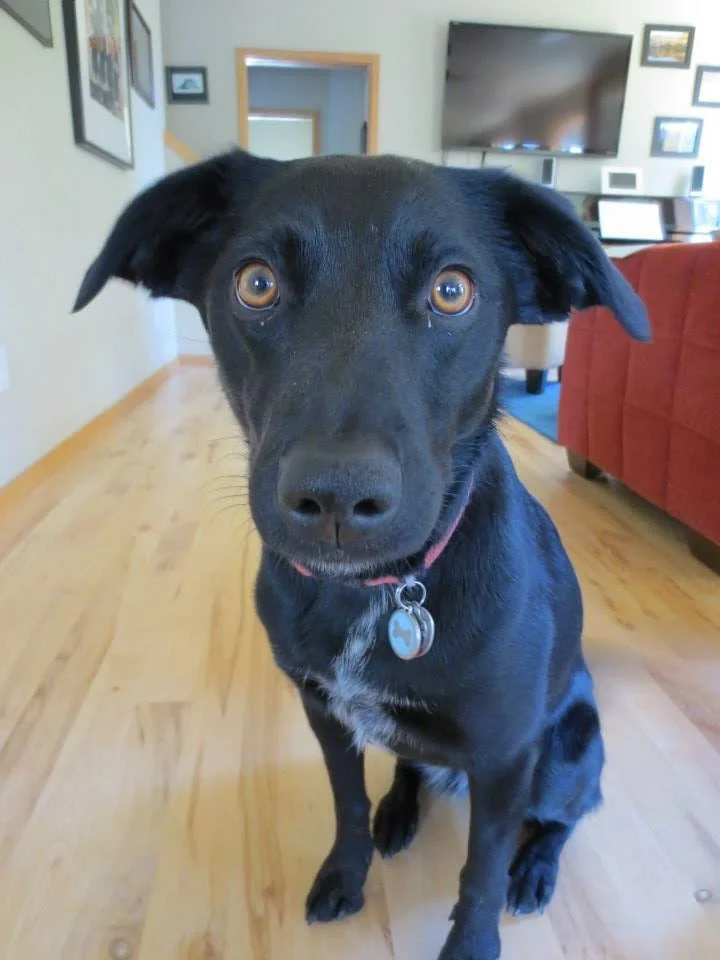 Last week our little girl, Dakota, crossed over the rainbow bridge.
I feel so lucky to have been her mama for the 14+ years she gifted us with her sweet, spunky, stoic, fiercely independent, and loving soul. 
She taught me a whole lot about del