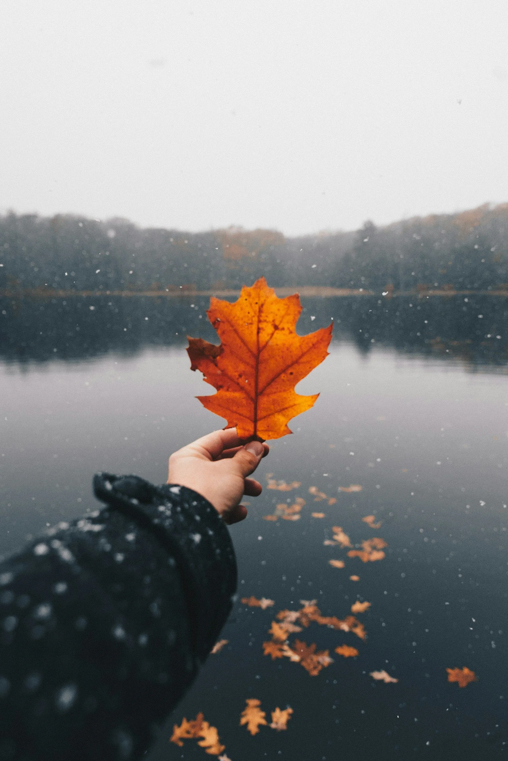Be Like the Leaves: Learning the Art of Letting Go