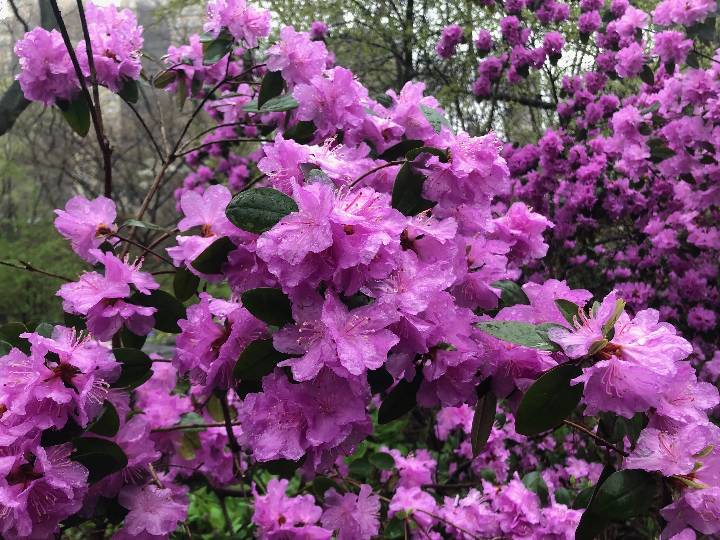 blossom1.jpeg
