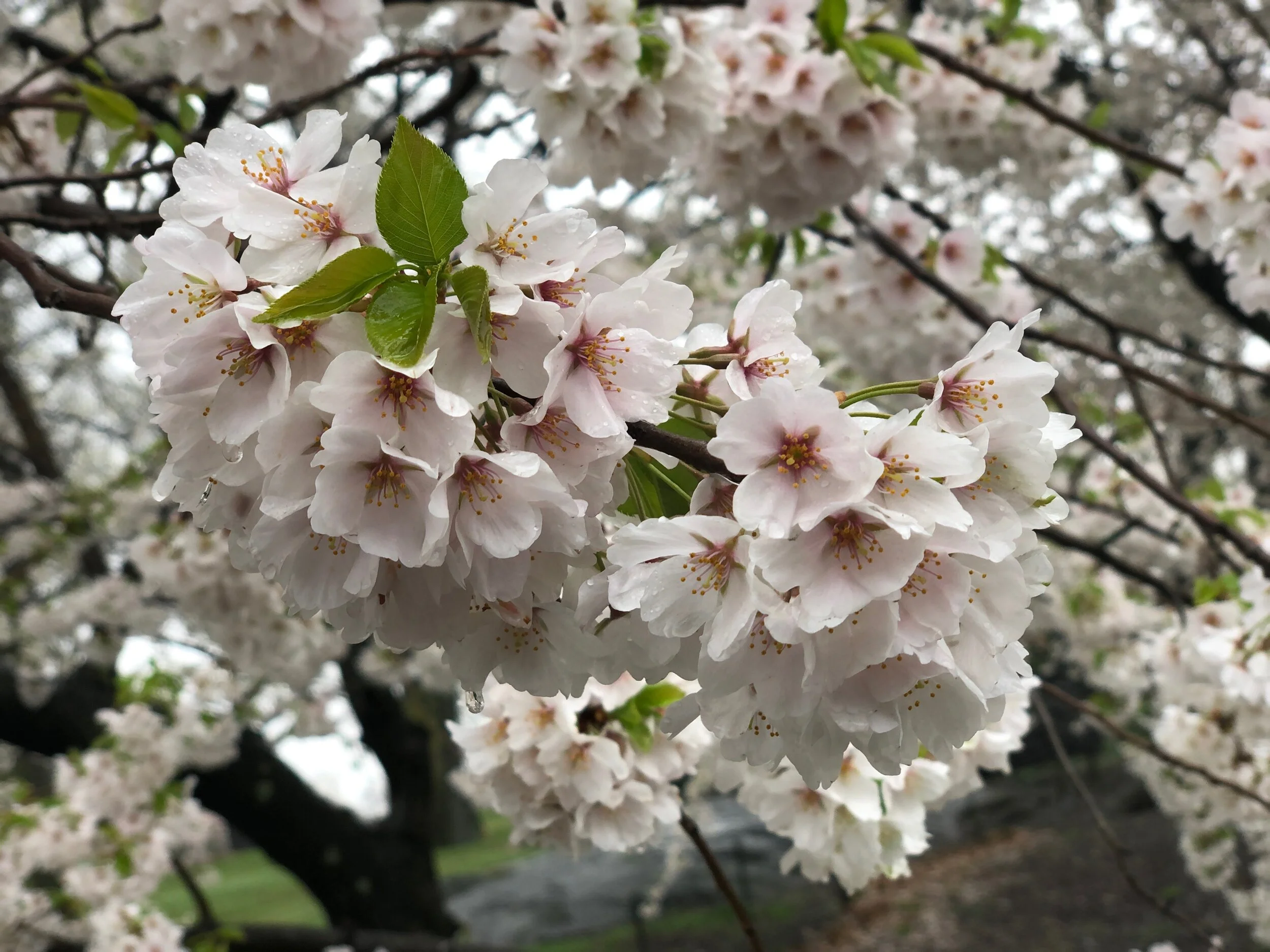 blossom2.jpeg