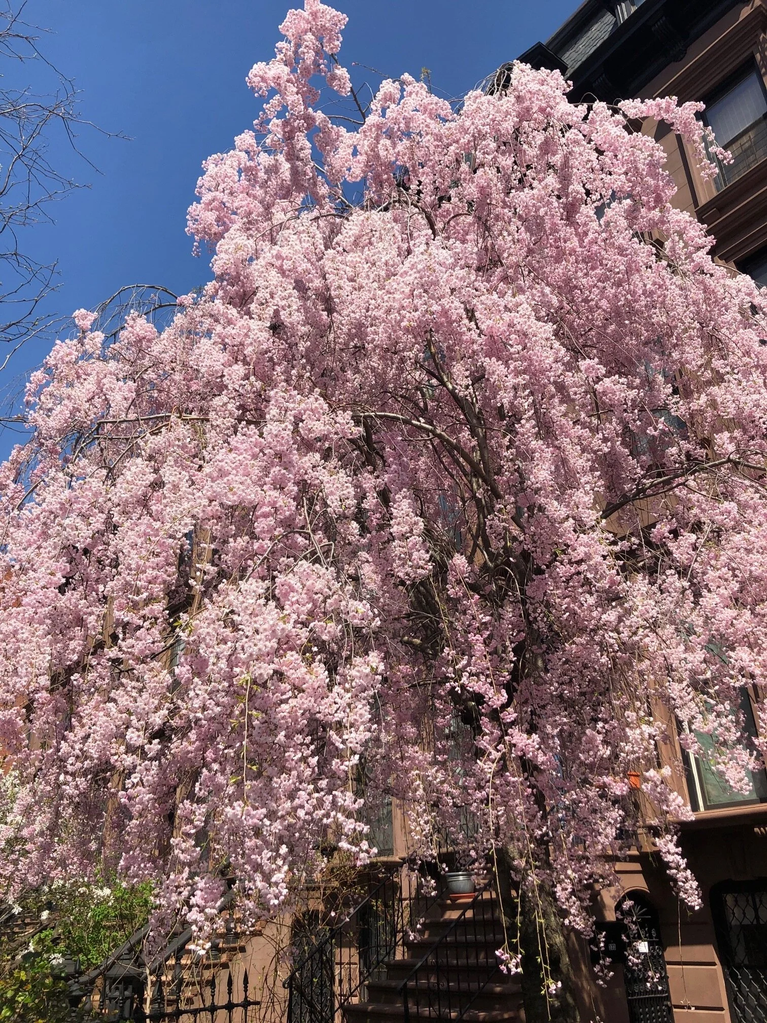 Damn I love cherry blossom season