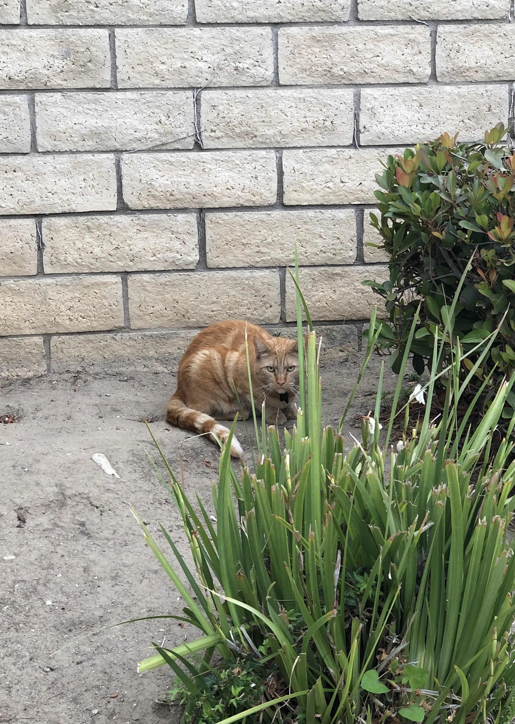 As I peer into the eyes of cat I wonder: am I the observer… or the prey?