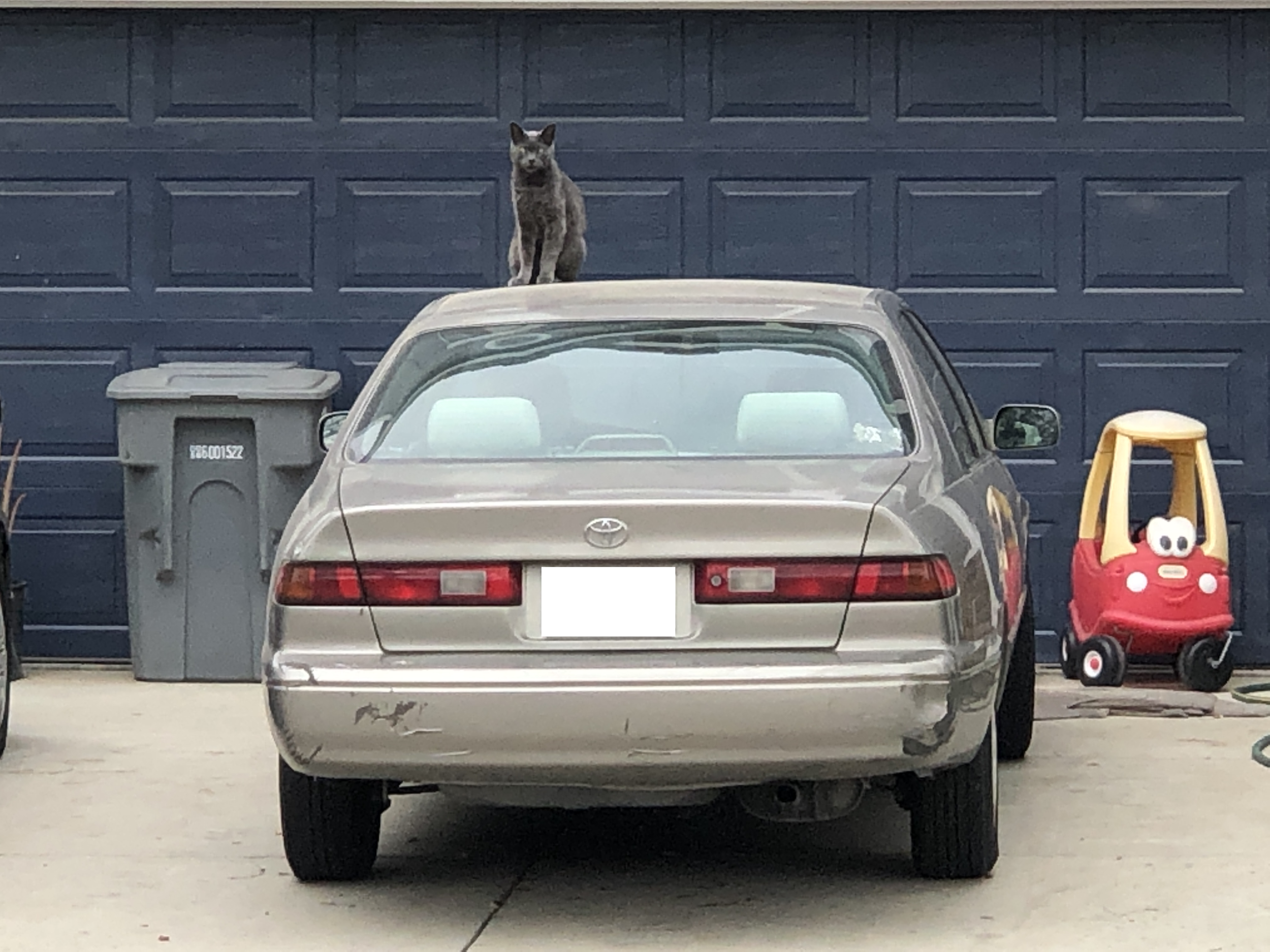 Our street in particular has several cats that come and go as they please. My dad was napping on our recliner once and woke to the feeling of fur brushing his feet. A random cat had entered our home 🐱