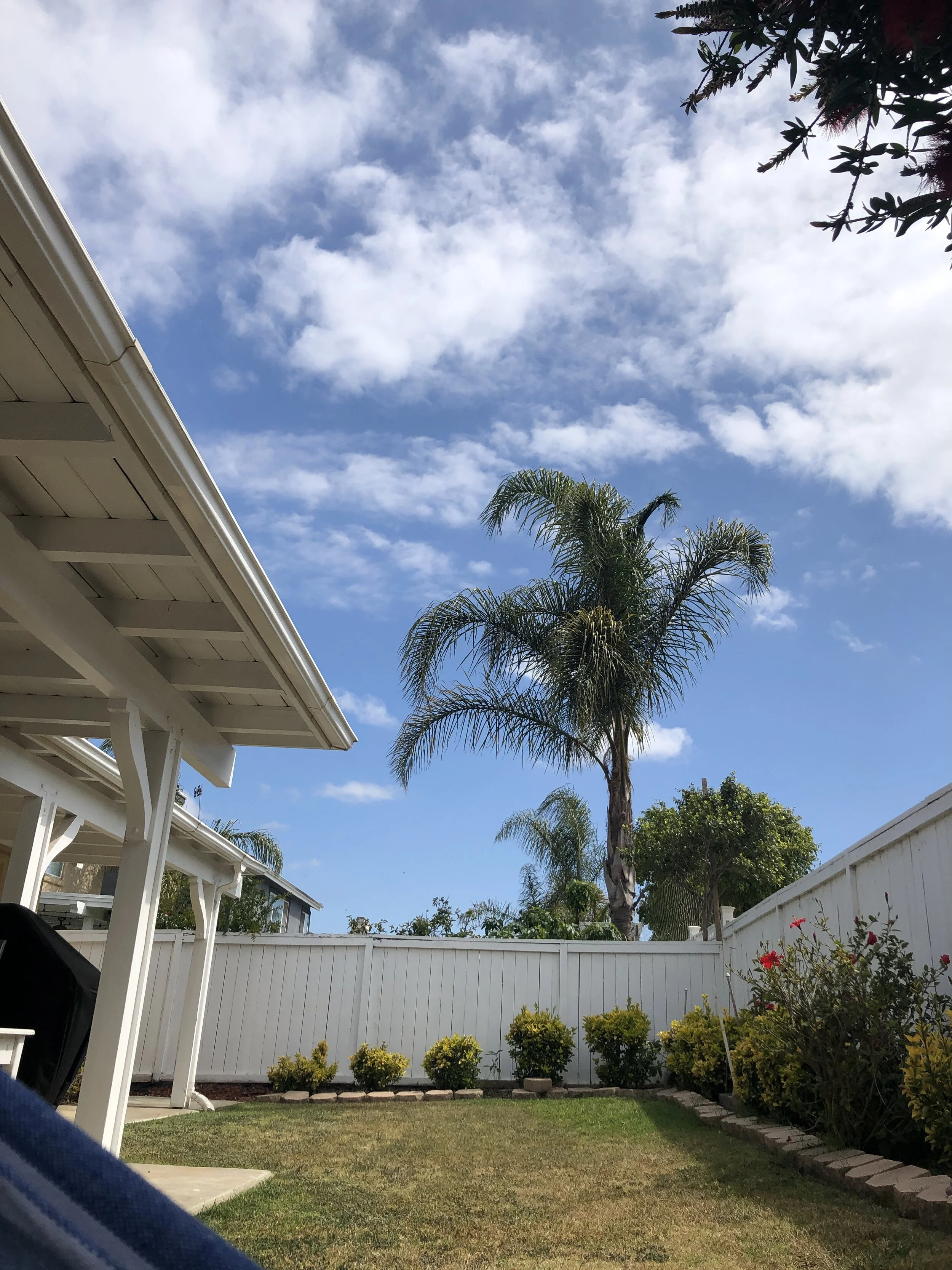 backyard.JPG