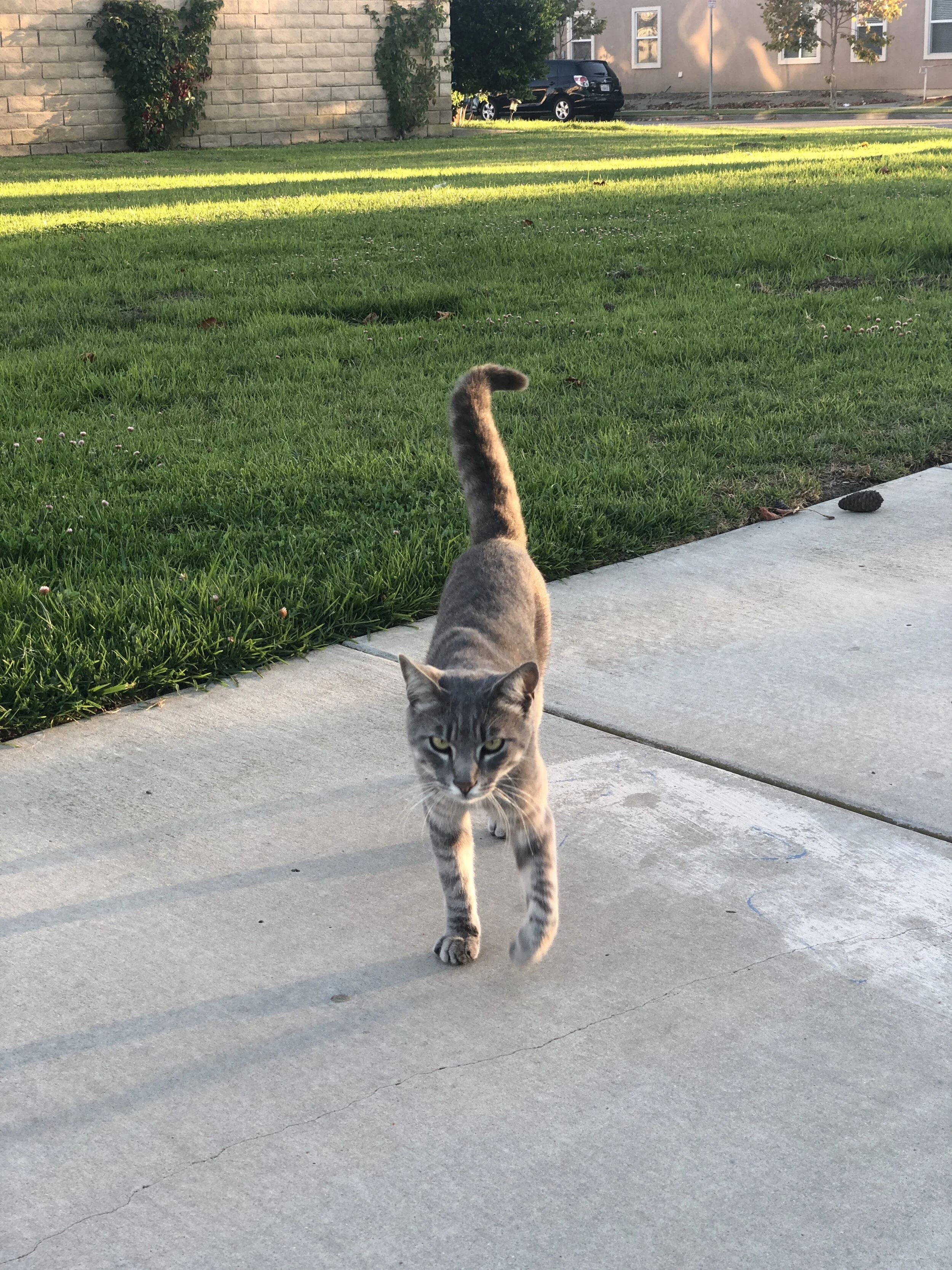neighborhood cat stalks its prey. What a handsome cat.