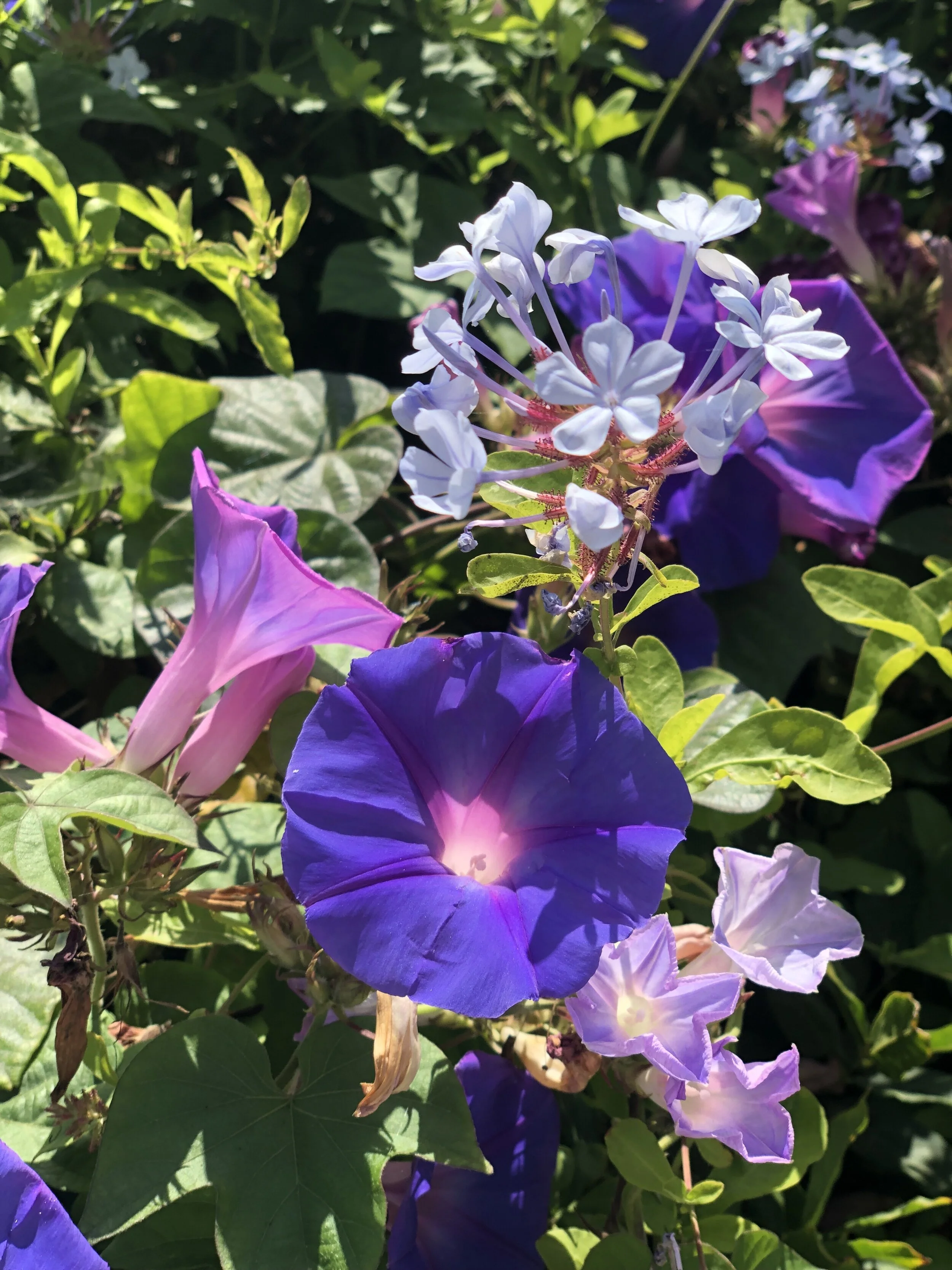 flowers.jpg