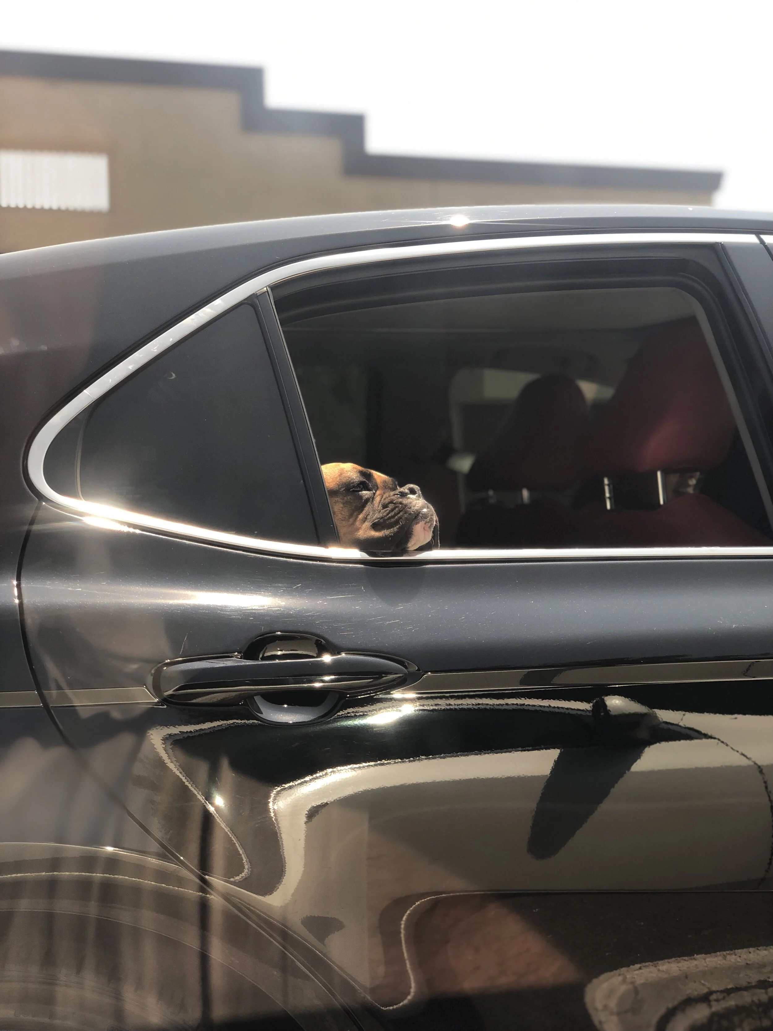 What does the dog dream of, staring wistfully out the window. A better life? A snack? A lover lost to the flowing rapids of time? We may never know. Perhaps that is for the best. Keep your secrets dog.