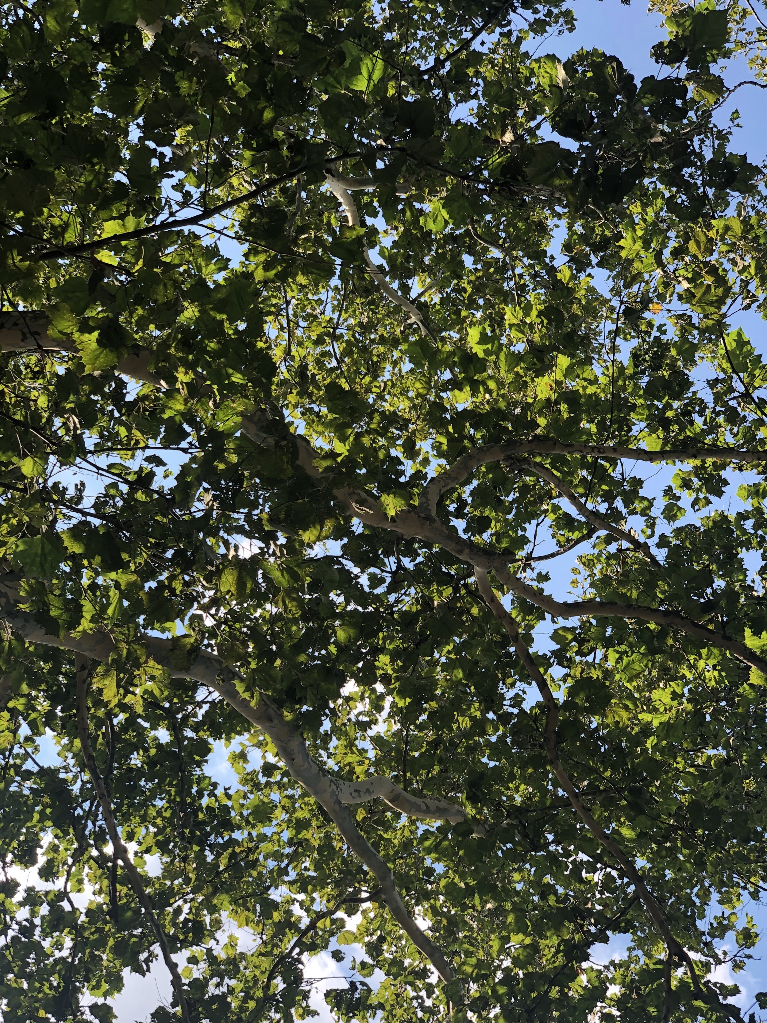 leaves.jpg
