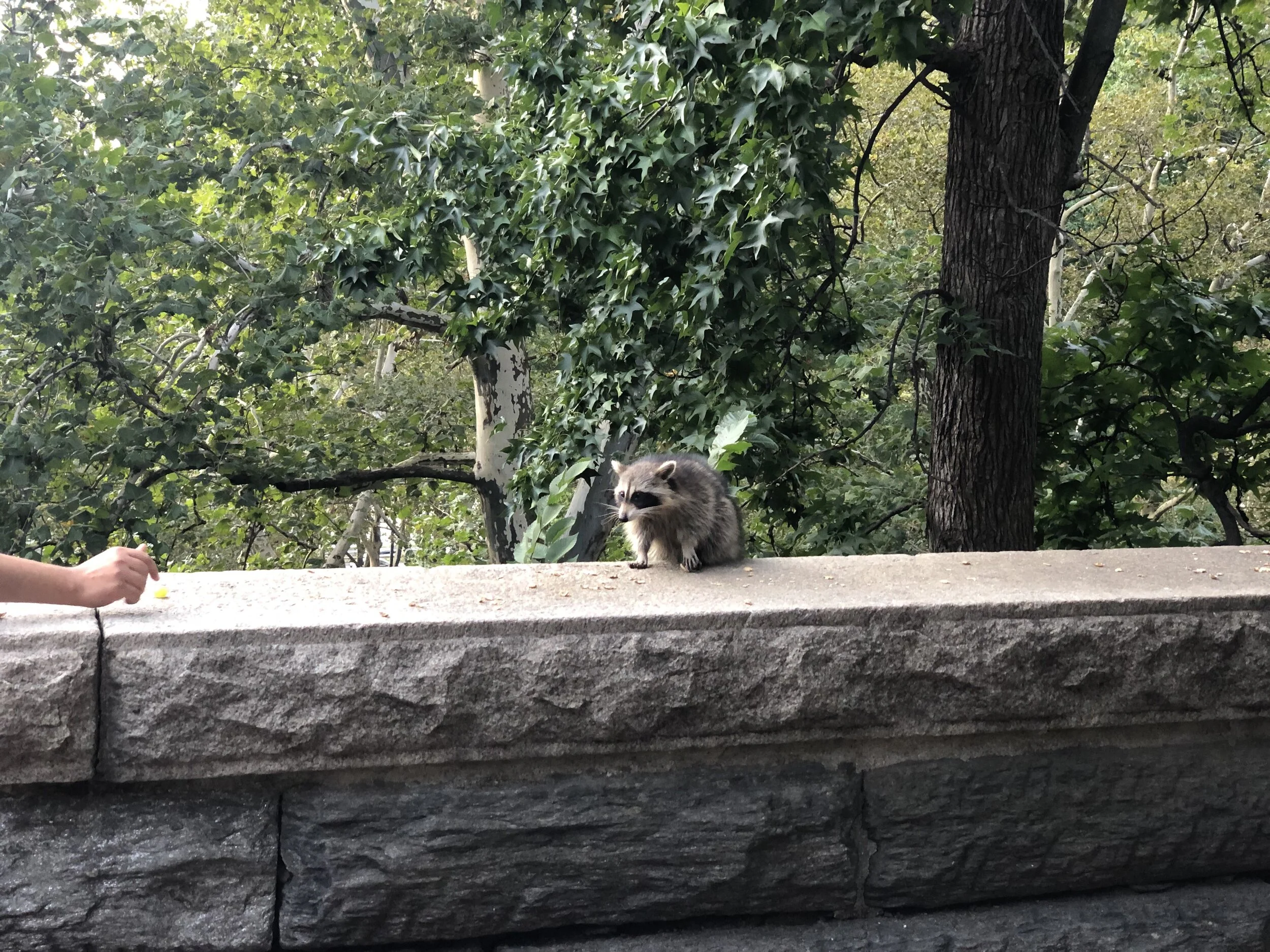 Raccoon spotting before Amity Hall