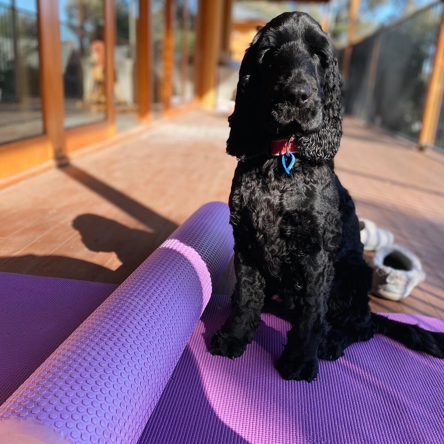 Virtual Pilates has its perks&hellip; you&rsquo;re welcome 😉
#pilateswithpets 

#puppyspam#catstagram