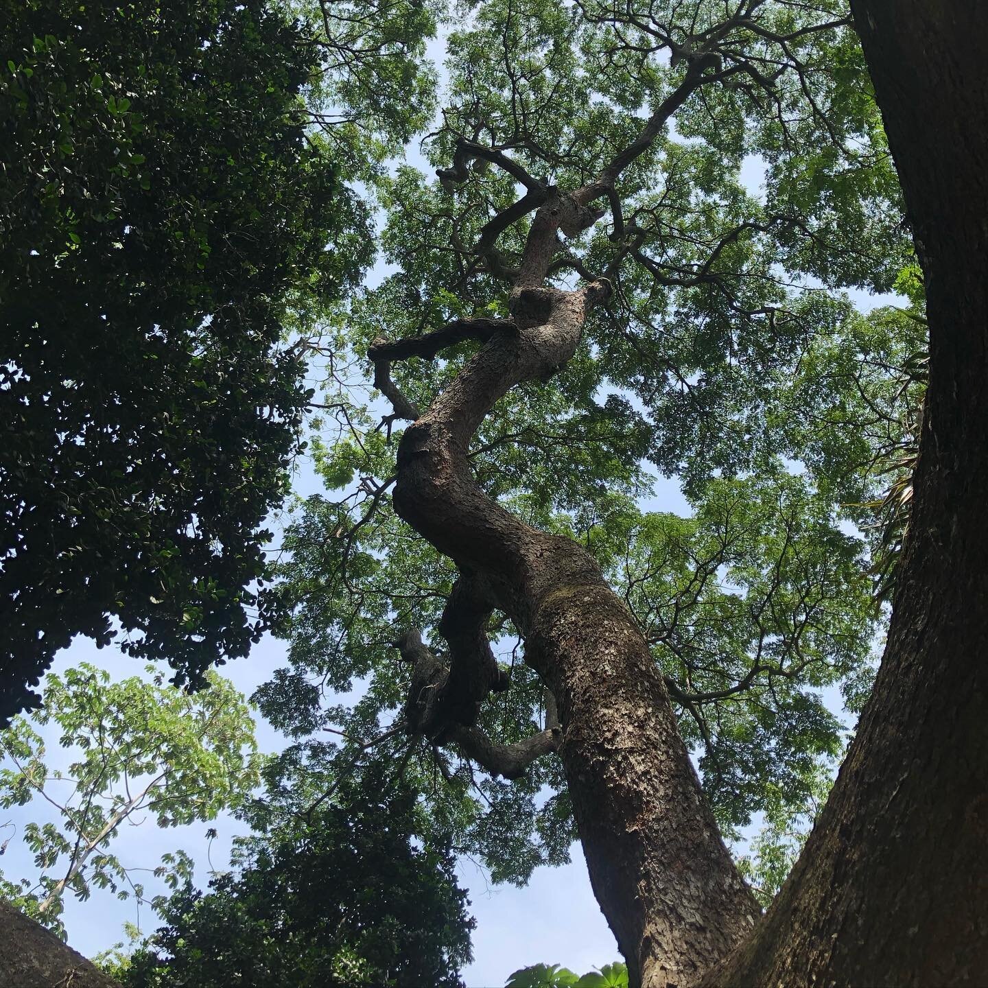 Today&rsquo;s World Environment Day. 
Meet Mother Nature at its best in Turbaco, less than 1 hour from Cartagena. 
We all need more of this!
-
-
-
-
#thereisnoplanetb
#nature
#mothernature
#worldenvironmentday
#thisiscartagena
#colombia
#ecotravel
#t