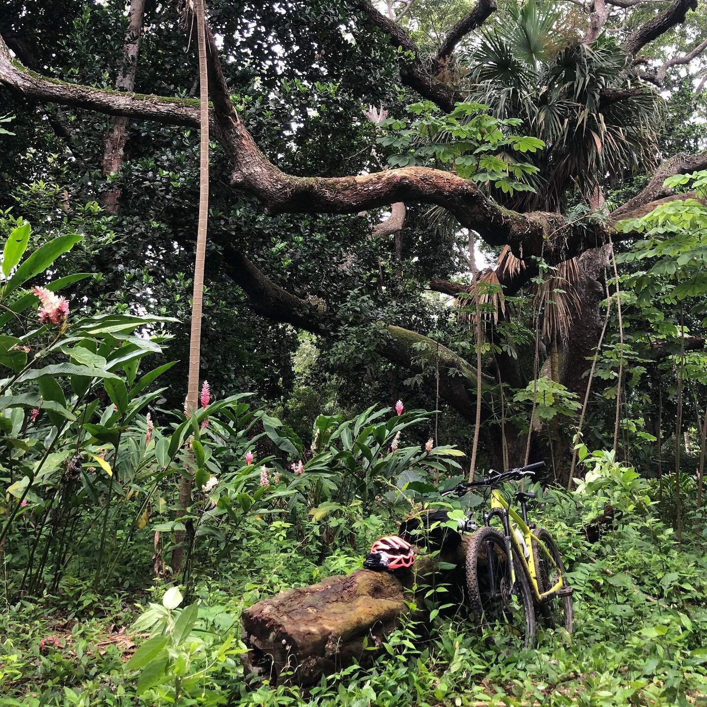 Morning meditation.

#bici
#turbacomtb
#cycling
#meditation
#trees
#treehugger
#colombia
#nature
#abitat