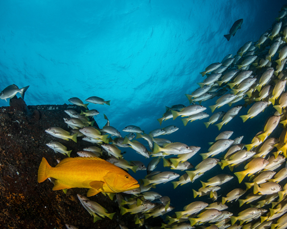 ASA_Nature_Red_Mexico_Baja_California_Sur_21.png