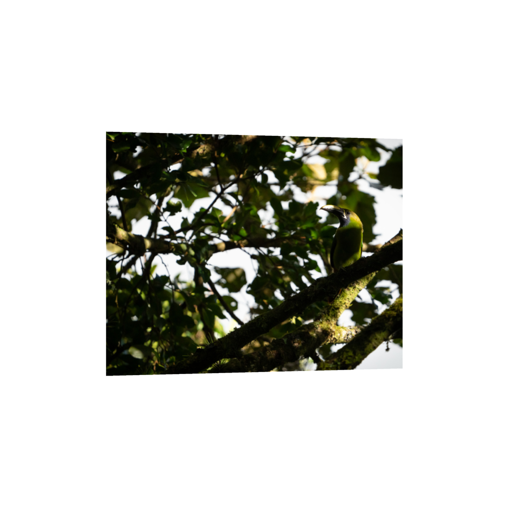ptq_1_6_522_0_5447_4358_0_false_ffffff_0_0_.png