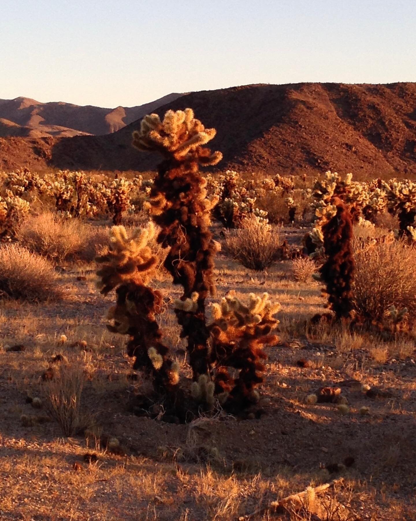 Joshua Tree, CA - October, 2015
.
.
.
.
.
#joshuatree #joshuatreenationalpark #ca #cali #california #californiadreaming #desert #coachella #coachellavalley #roadtrip #travel #traveler #traveltheworld #photo #photography #photographer #photooftheday #