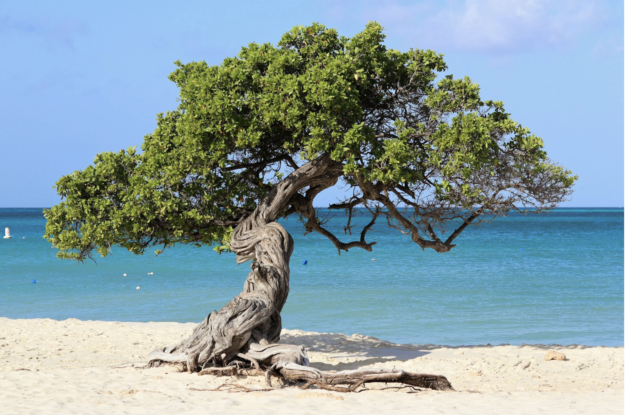 Divi-divi tree on a white-sand beach overlooking turquoise Caribbean water in Aruba, a popular warm-weather winter escape.