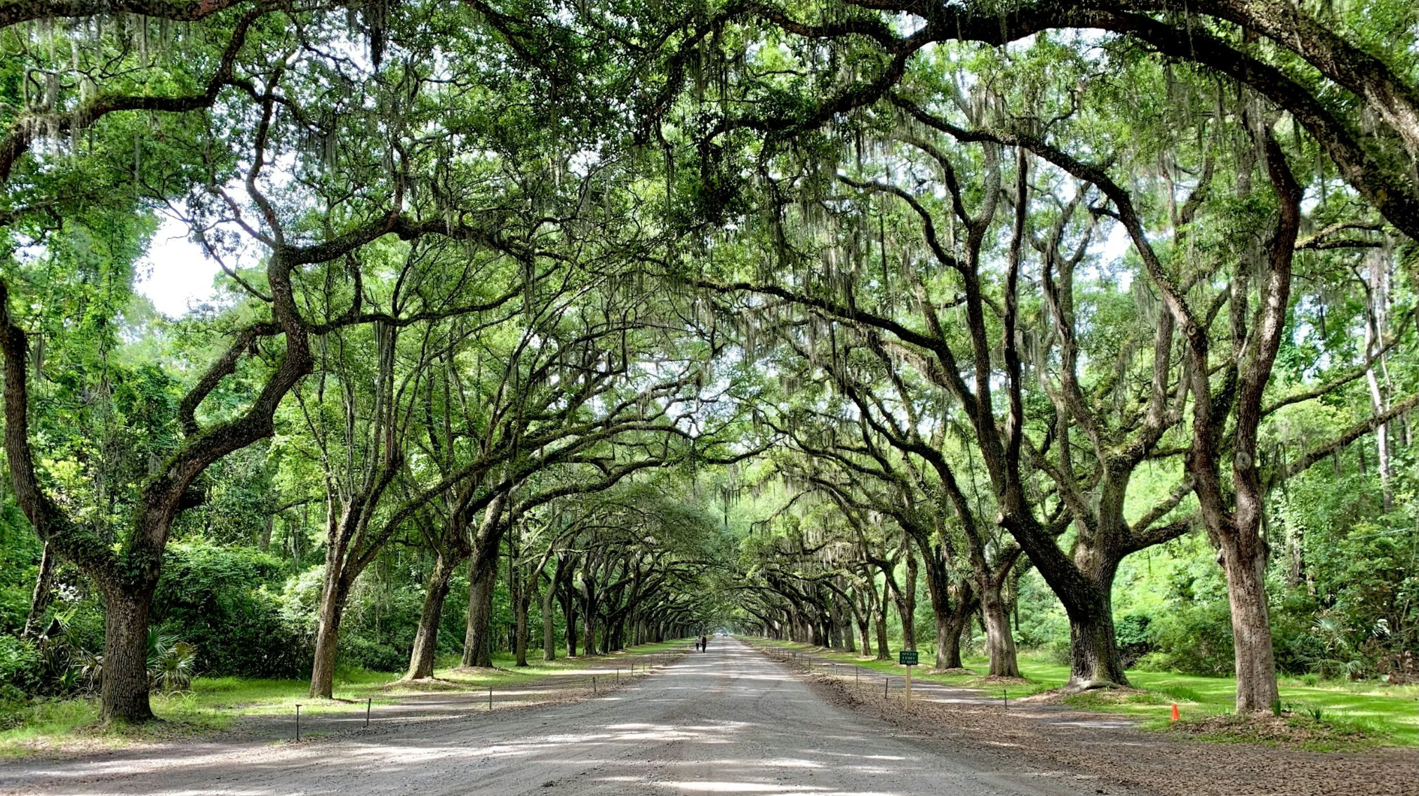 Live oak trees draped in Spanish moss forming a canopy over a scenic road in Savannah, Georgia.