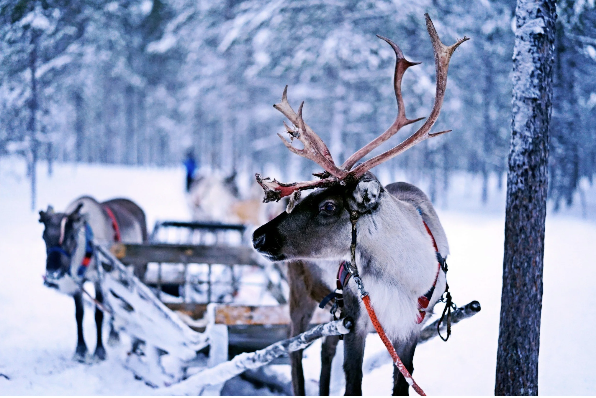 Two decorative reindeer pulling a Christmas sled through snow-covered woods, representing a festive winter holiday getaway.