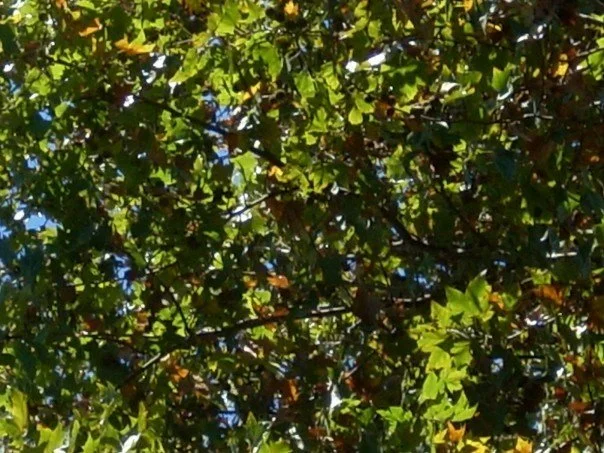 1928298_512379680032_7099_n_512379680032.jpg