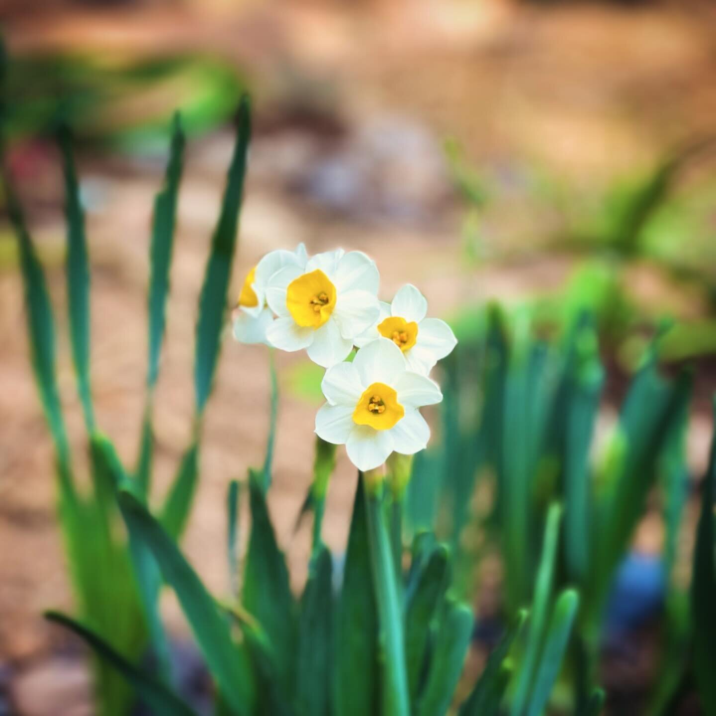 Our little #garden is starting to #bloom for #spring! Hello #narcissus 🌼 Here&rsquo;s to creating #delight with #nature 🥂

#urbangarden #communitygarden #chinesenewyear