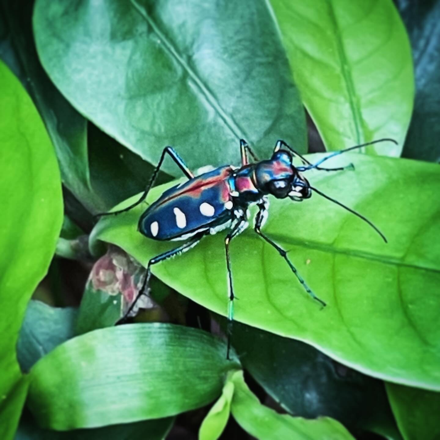 A good day to spot a #tigerbeetle! Tens of thousands are hopping all over the #forests of #hongkong today! You can&rsquo;t miss these fast #colourful #predators! 🪲🦟

#insect #insectphotography #entymology #beetle #biodiversity #cicindelaaurulenta #