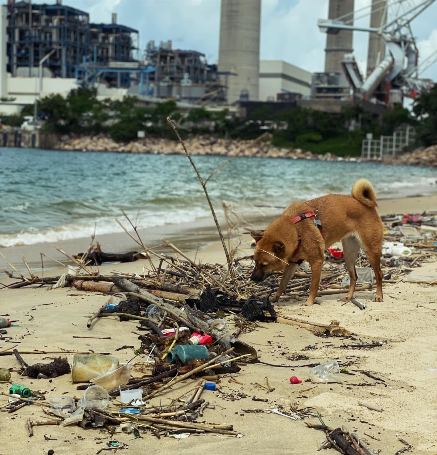 It&rsquo;s #plasticpollution time of year again. Get yourselves to the #beach and help #clean! When will we tackle #plasticproducts and #packaging #hkgov ?? 

#wecandobetter #plasticfreeoceans #turnoffthetap #plasticfree #cleanup