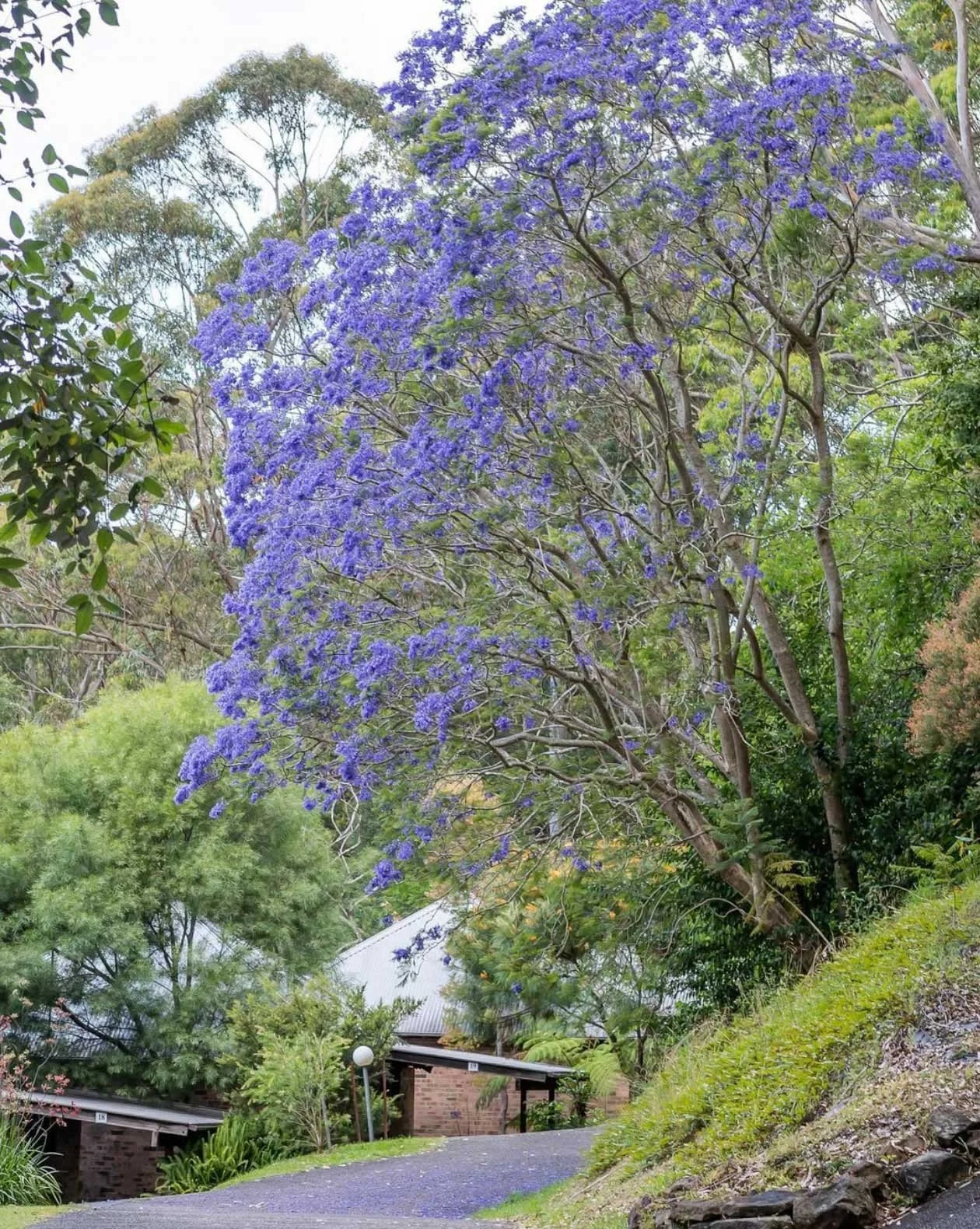 So many beautiful trees in our 15 acres of paradise. If you need a moment with nature, or a bit of peace and quiet, you know where to come.