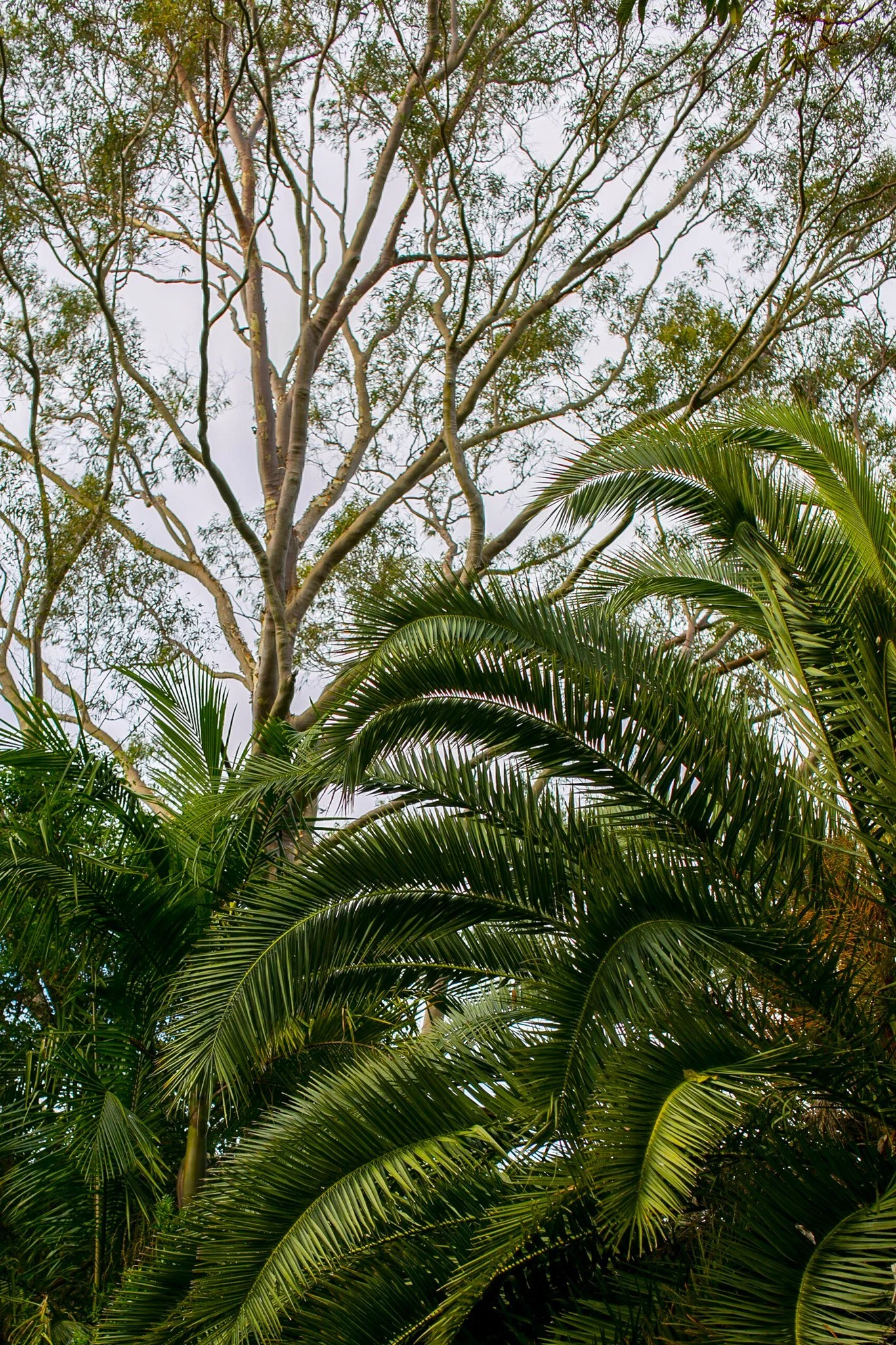 Love how this shot captures the essence of Avoca Beach Hotel. A bushland paradise just a hop, skip and a jump from Avoca Beach. If you've never been here before, we're nestled into the hillside just 500m from the roundabout that brings you off the Ce