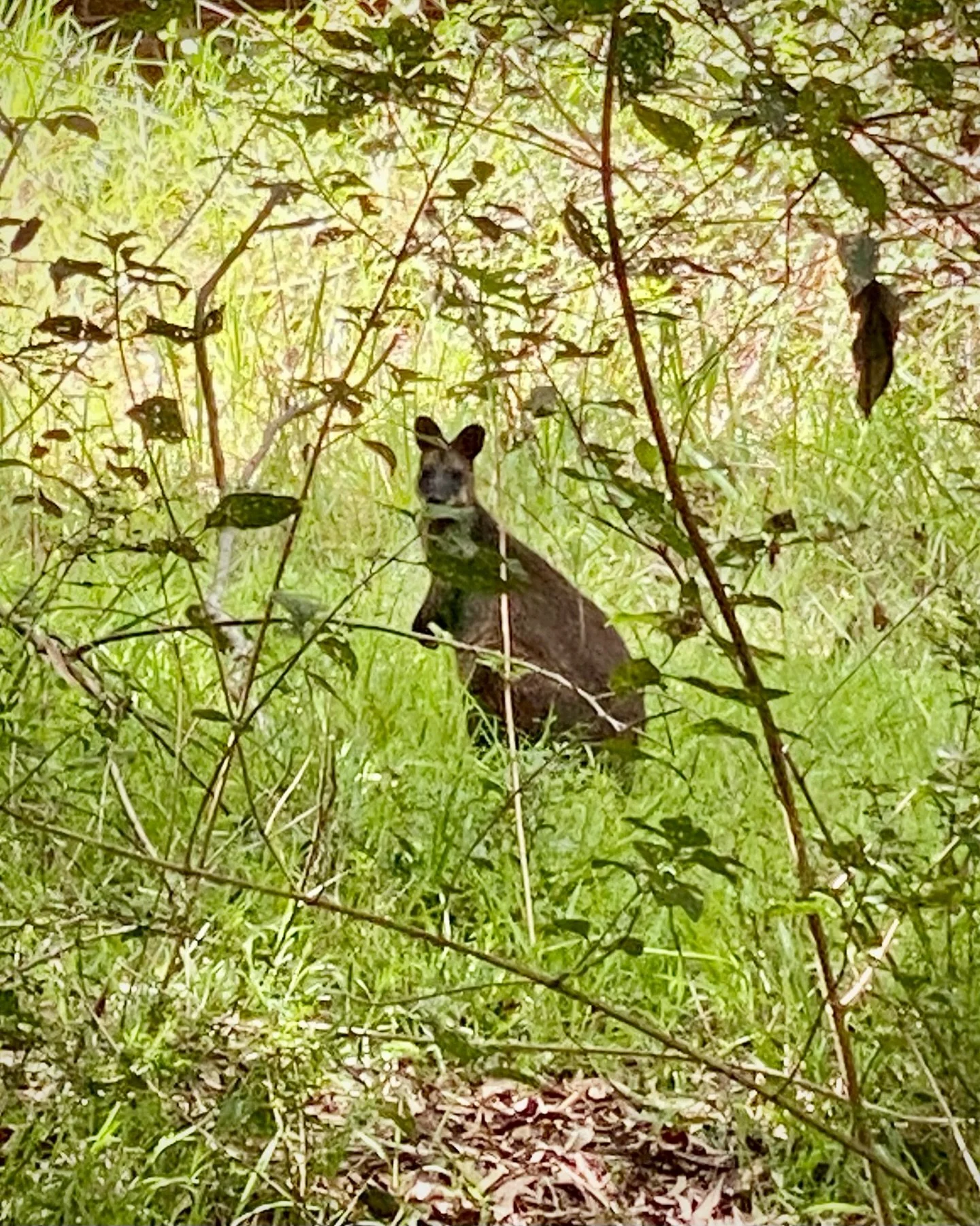🦘Look who was spotted outside one of the villas this morning! 🦘Must&rsquo;ve known it was 🇦🇺Australia Day 🇦🇺 Have a great one wherever you are &amp; if you pop into ABH don&rsquo;t miss our weekend-only pub specials &amp; our🍹delicious minty c