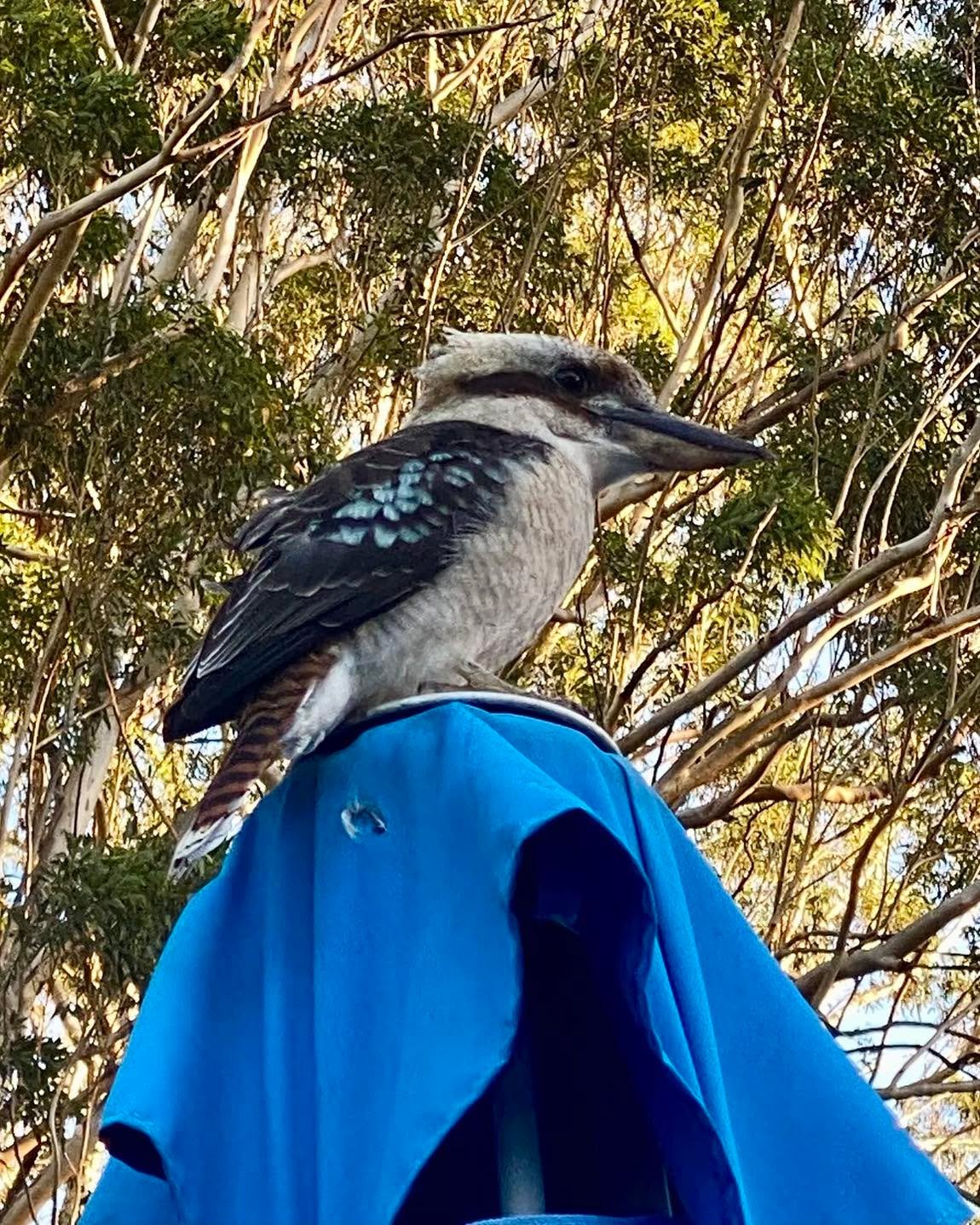 Look who joined us for dinner tonight!