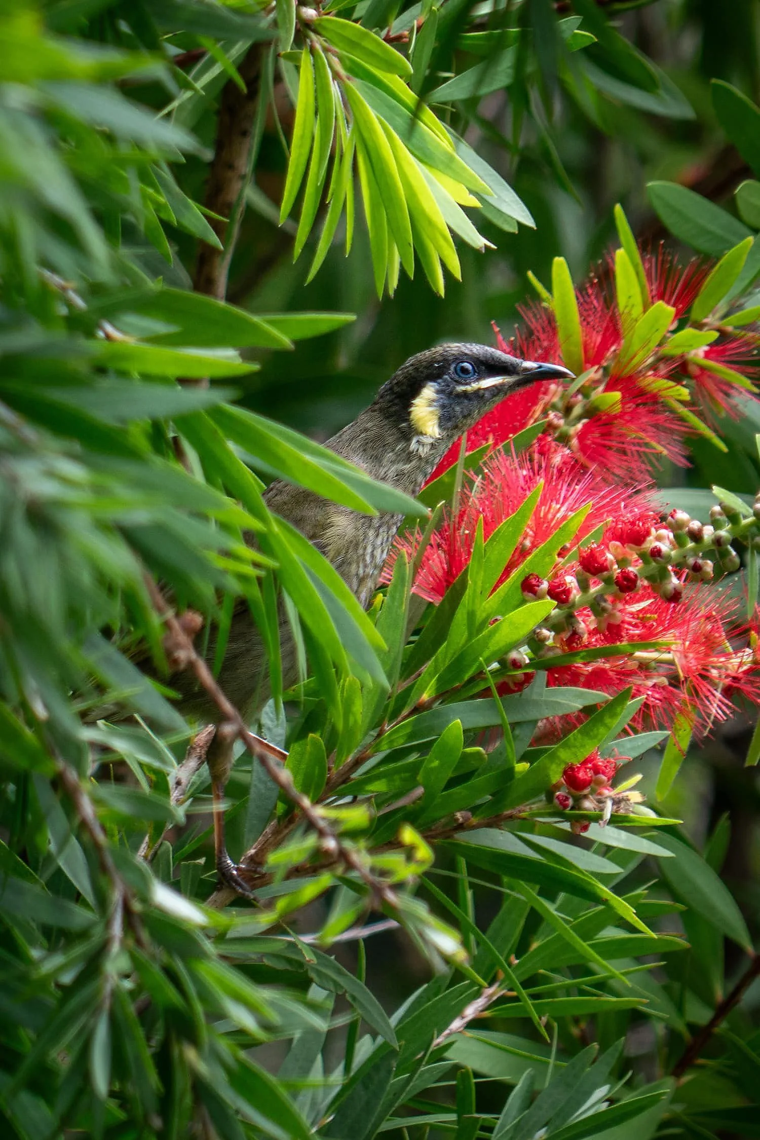 Lewin's Honeyeater