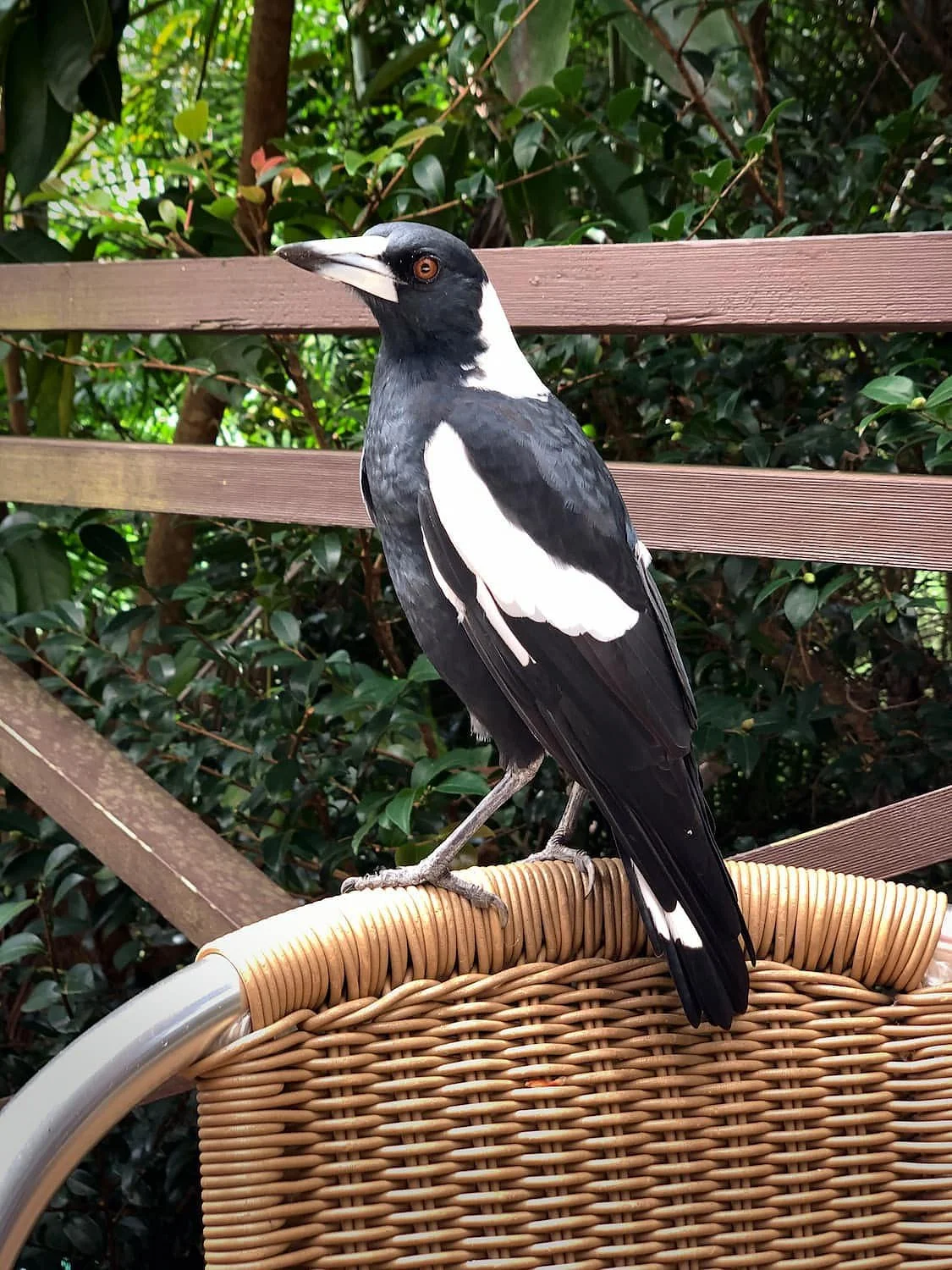 Magpie